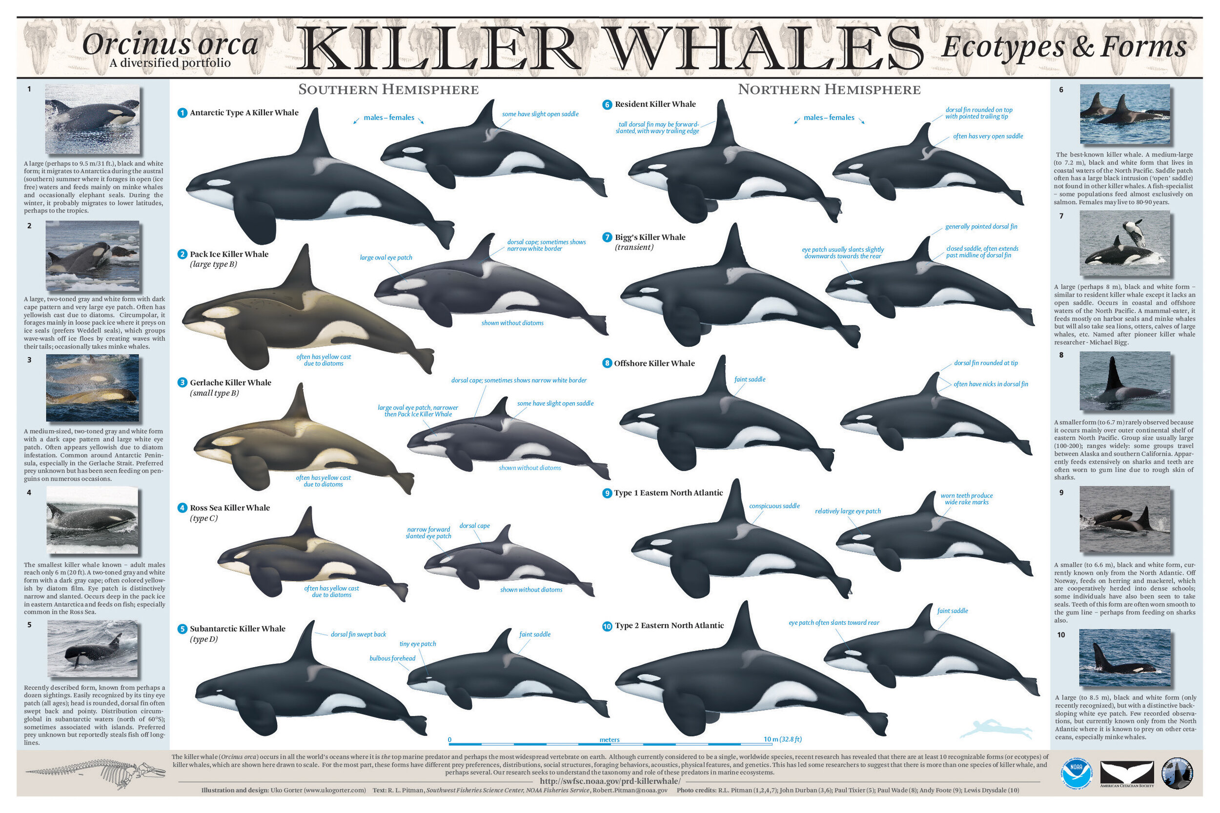 How Big Are Orcas? Understanding The Average Size Of Orcas