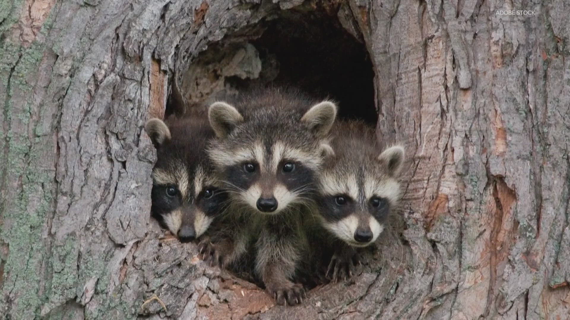 How Big Do Raccoons Get? Understanding The Average Size Of A Raccoon