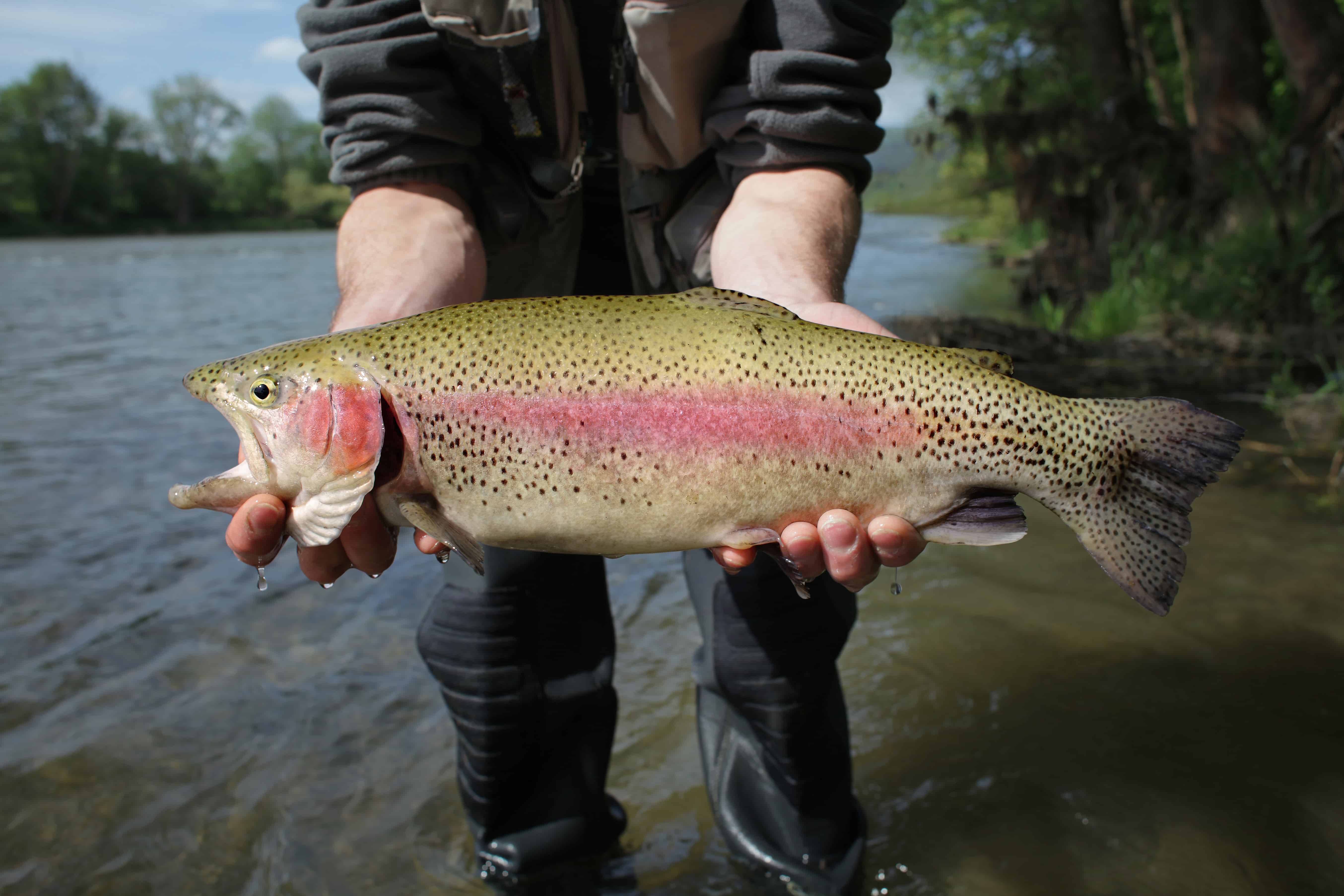 What Is The Average Size Of Rainbow Trout You Can Expect To Catch?