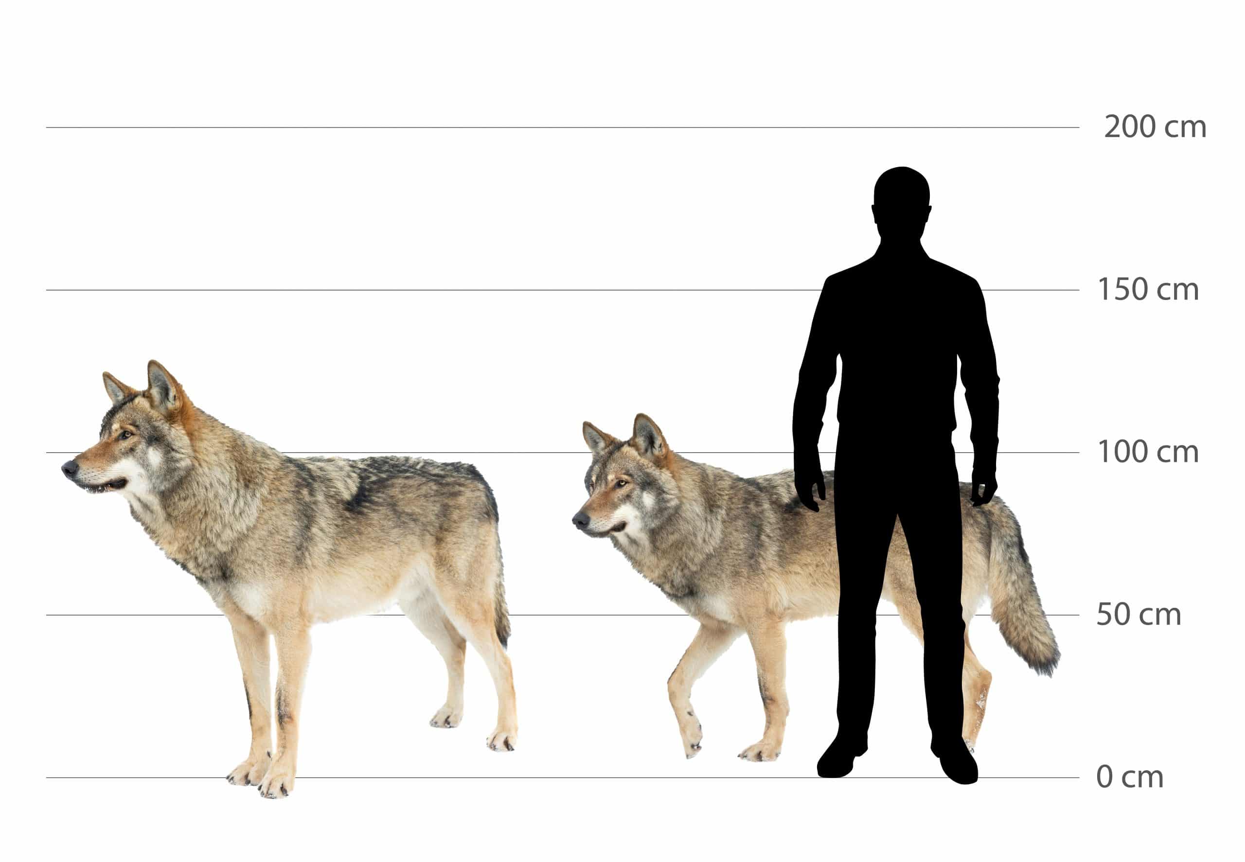 The Average Size Of A Wolf: Understanding Gray Wolf Dimensions