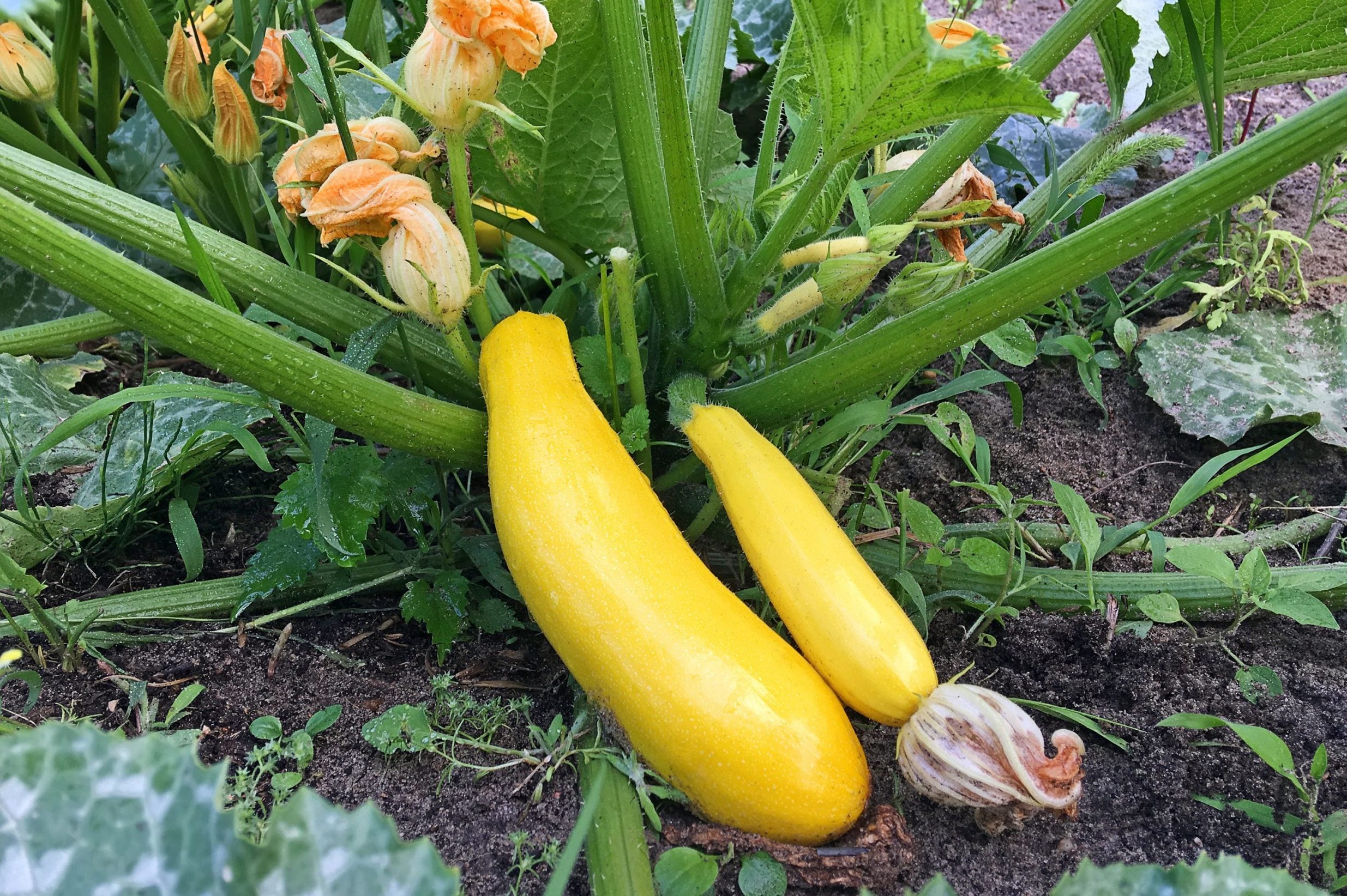 How Big Should Yellow Squash Get? Harvesting Tips For Gardeners