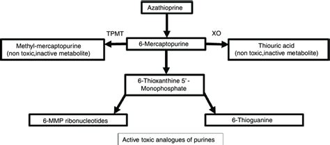 Azathioprine Mechanism Of Action