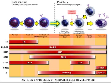 Bcell Maturation Stages