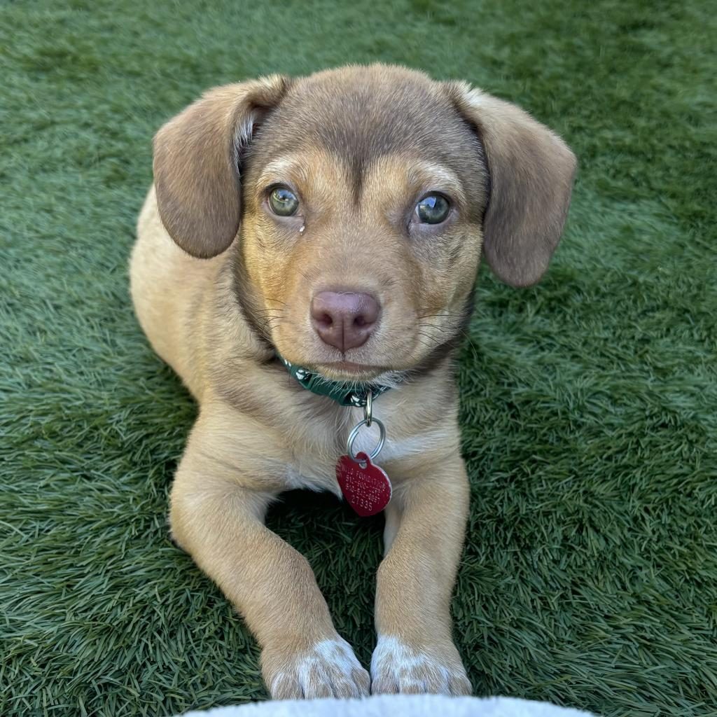 Finding The Best Place To Adopt A Dog In 2026