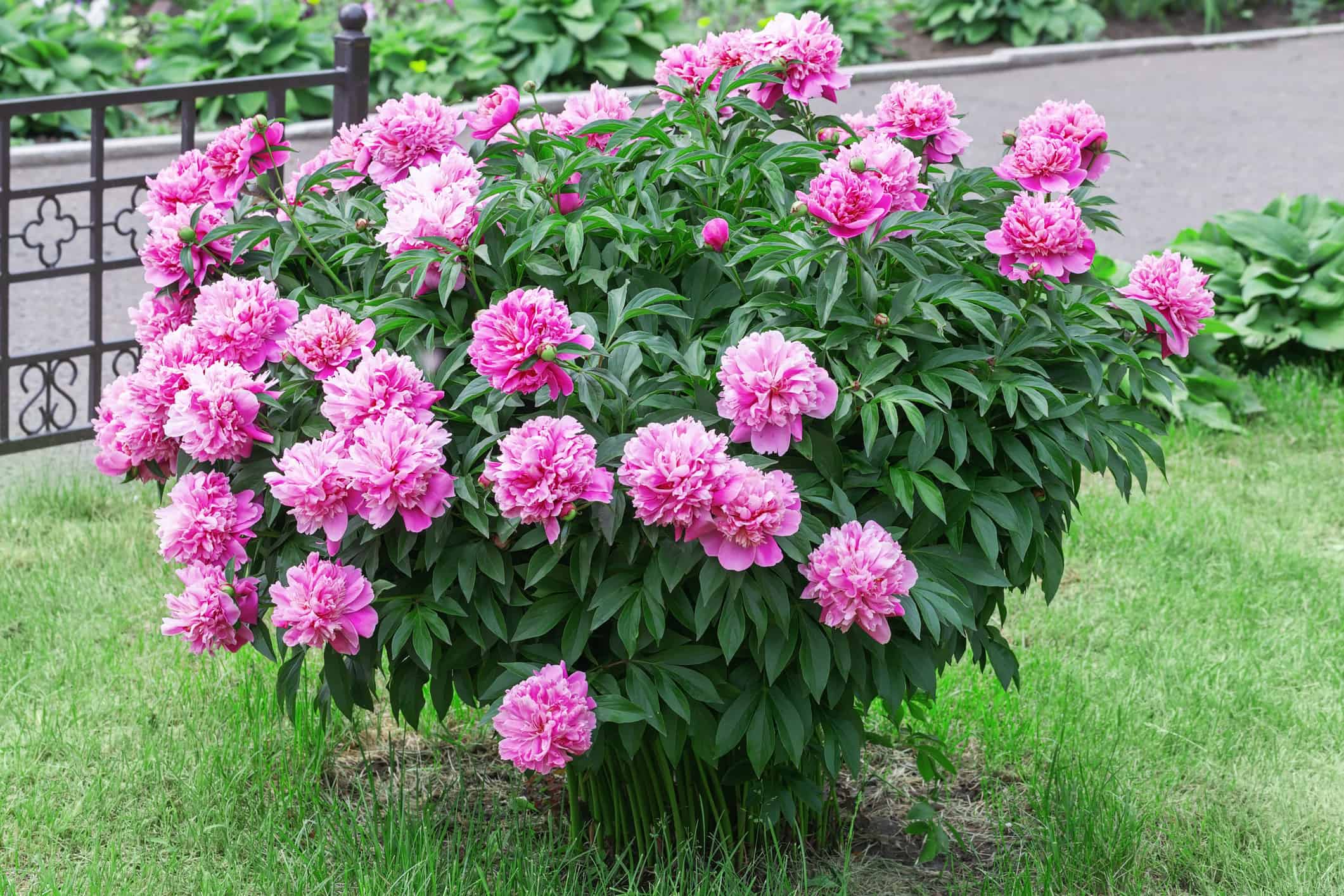 The Best Place To Plant Peonies For Massive Blooms