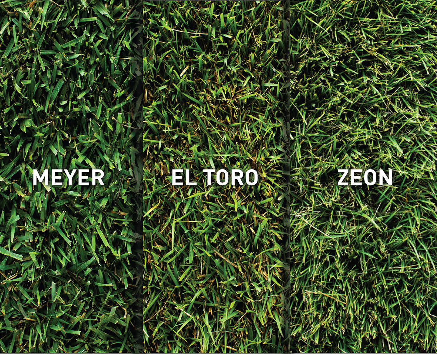 Finding The Best Type Of Zoysia For Shade In 2026