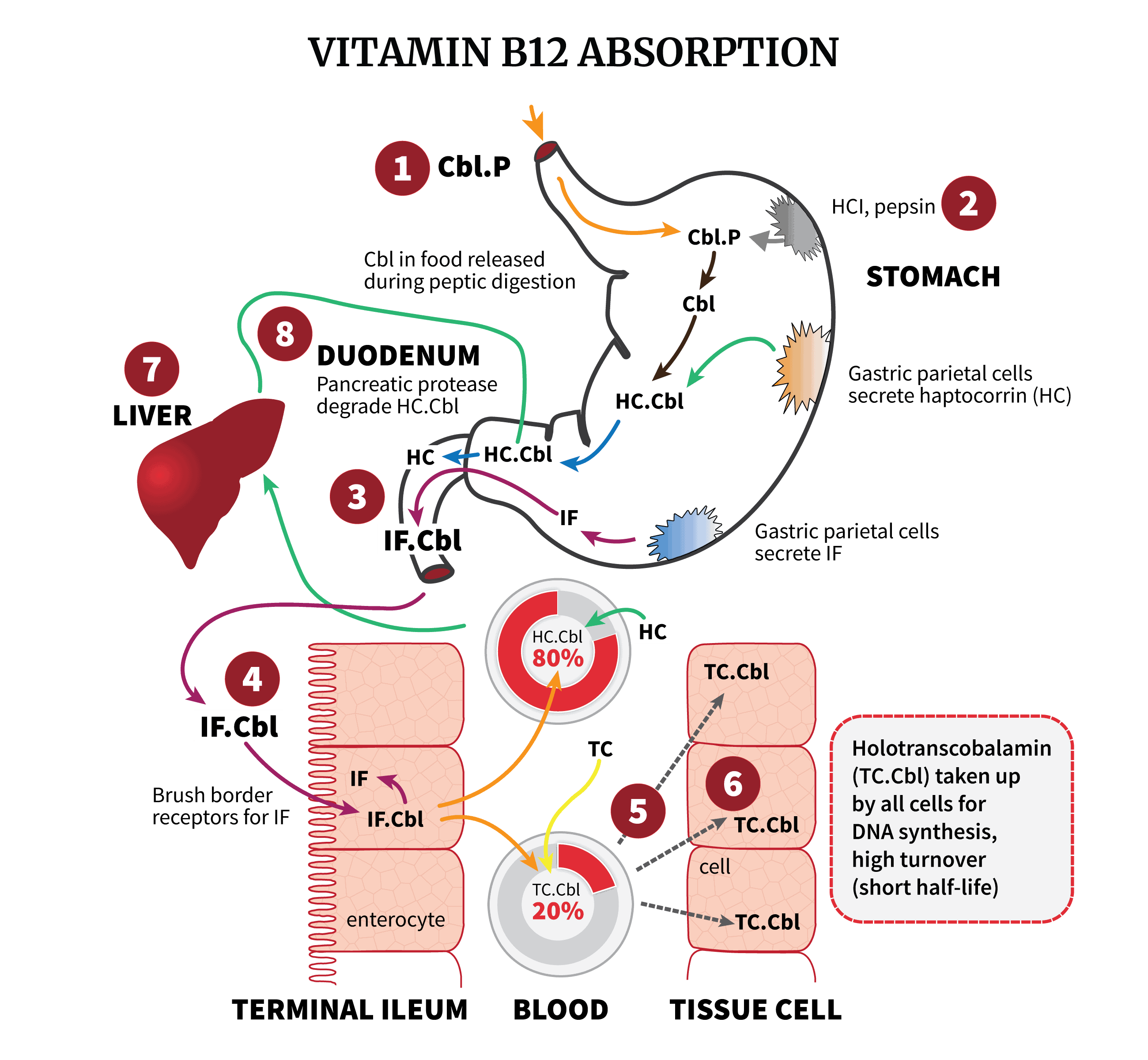 Which Is The Best Vitamin For Protein Absorption In 2026?