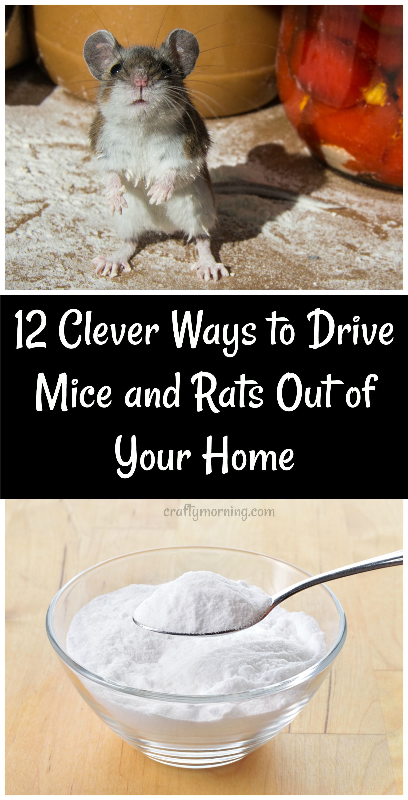 The Best Way To Get Rid Of Mice For Good In 2026