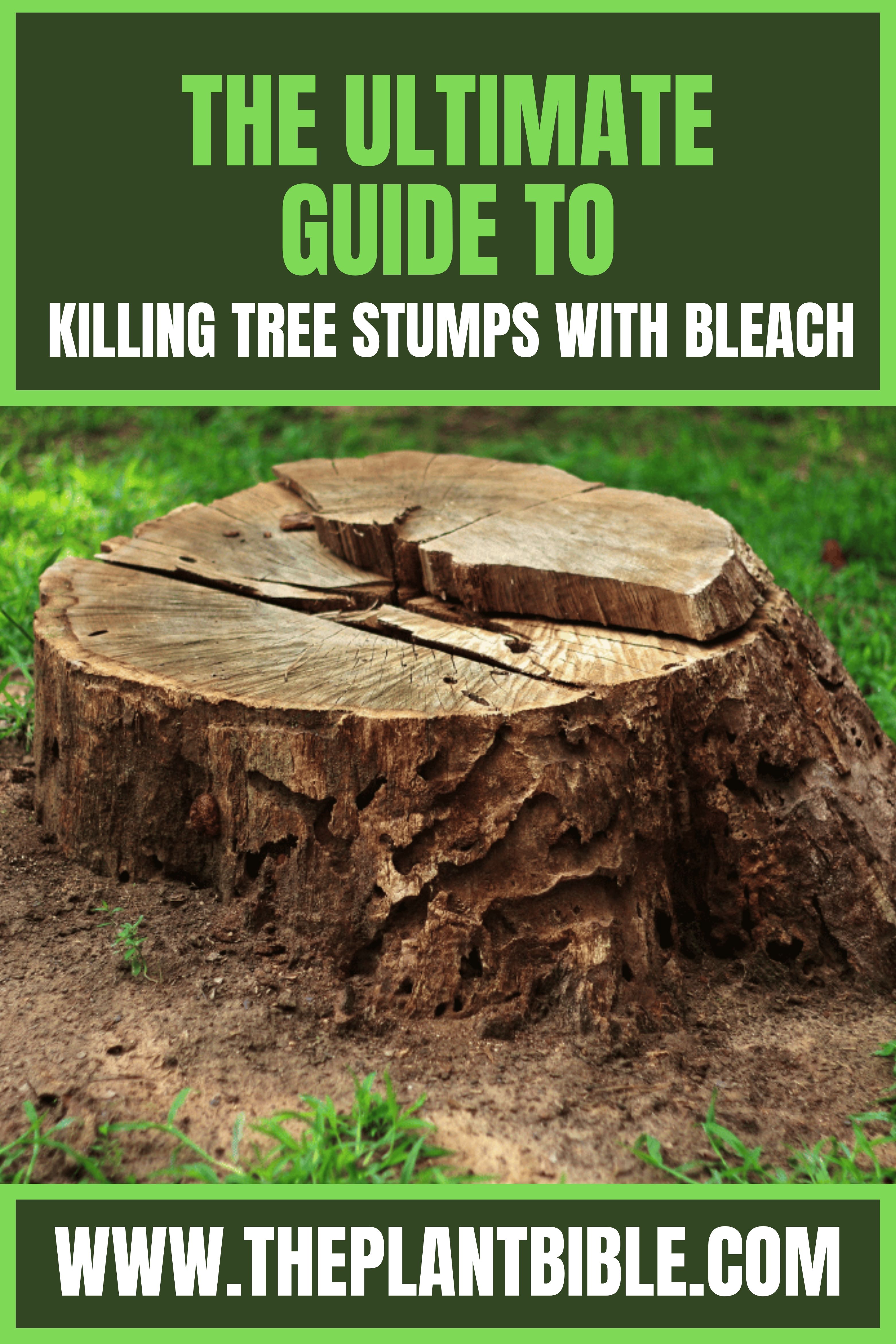 The Best Way To Kill Tree Stumps Quickly: A Simple Guide