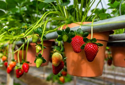 The Best Way To Plant Strawberries For A Massive Harvest
