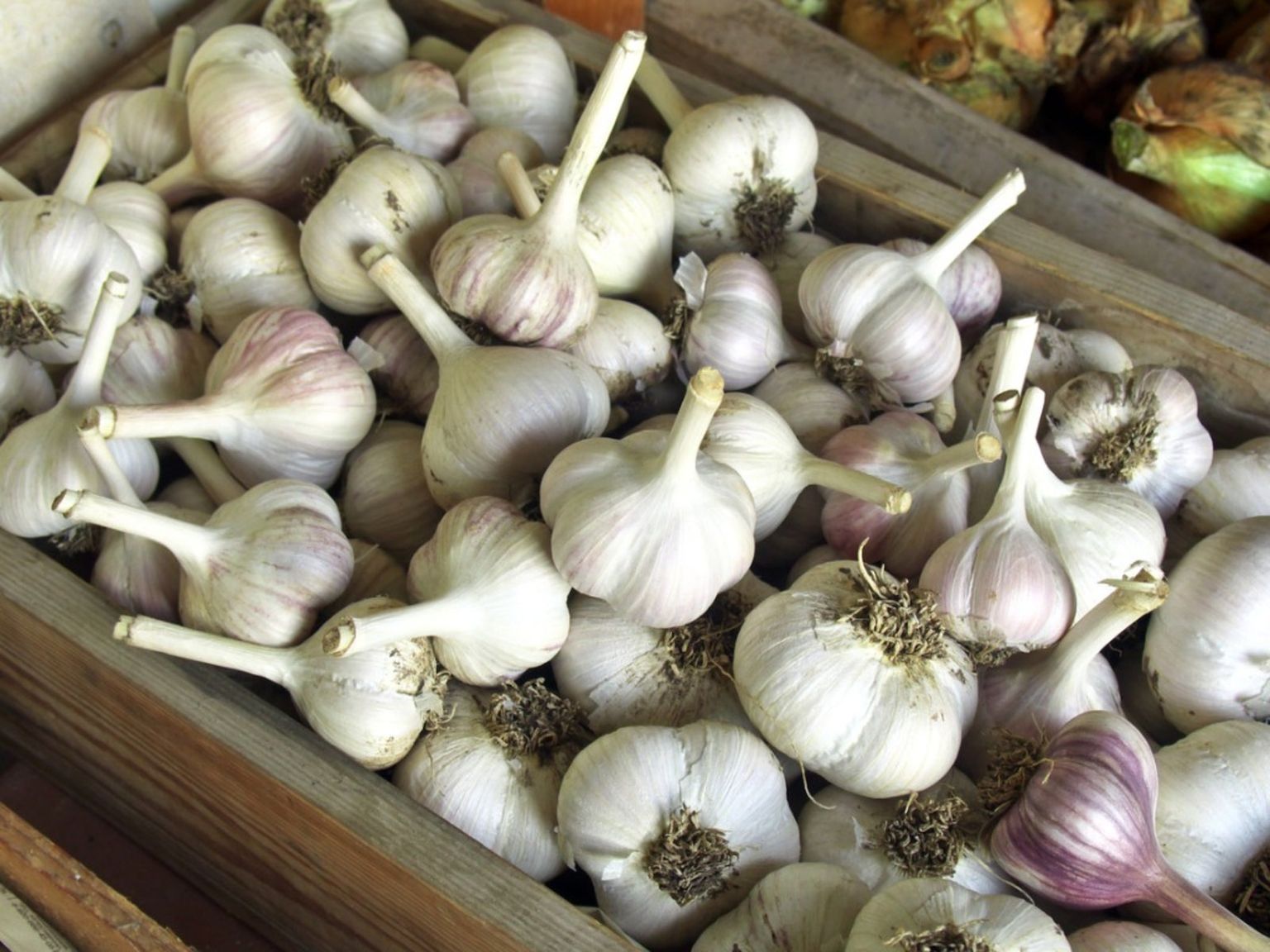 The Best Way To Store Garlic For Lasting Freshness