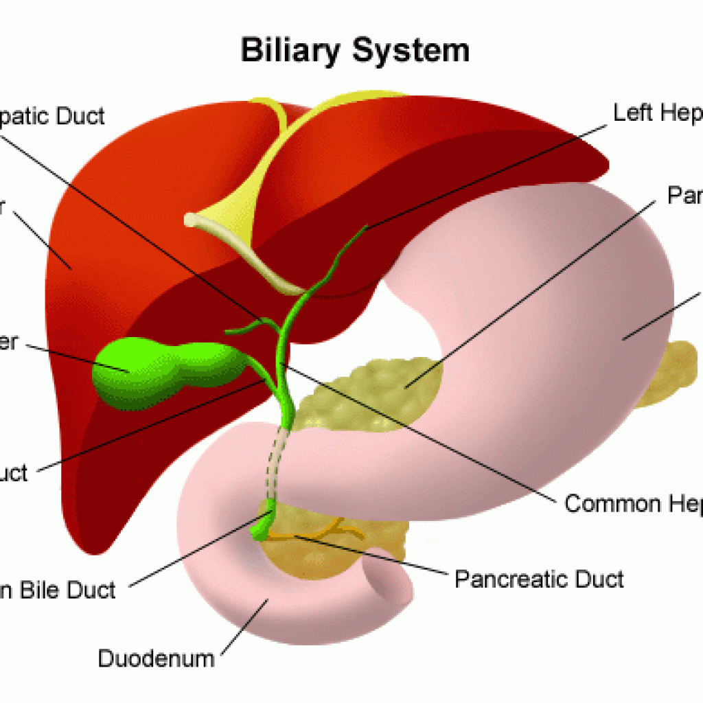 Bile Duct Cancer Symptoms
