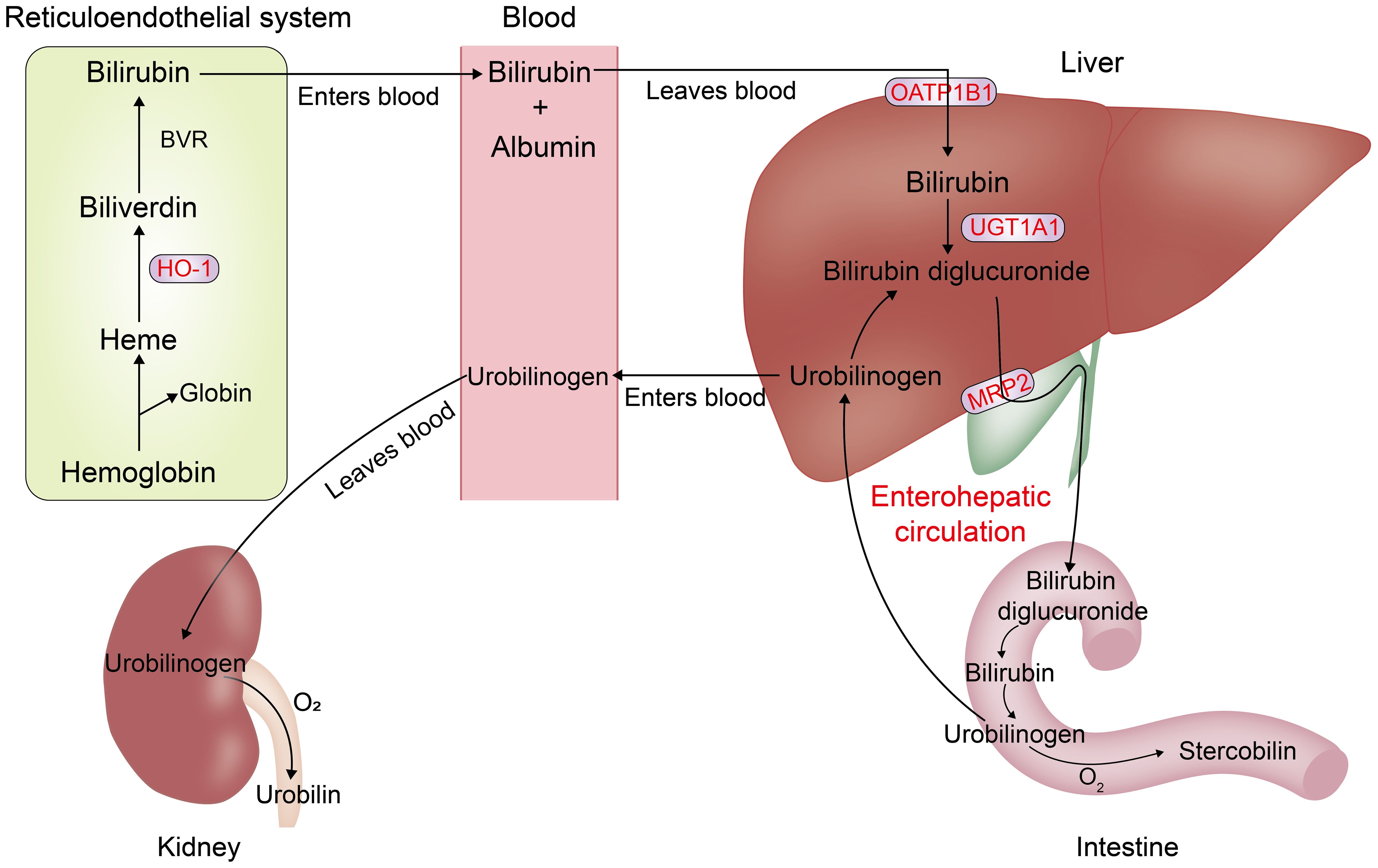 Understanding The Breakdown Of Bilirubin: A Simple Guide