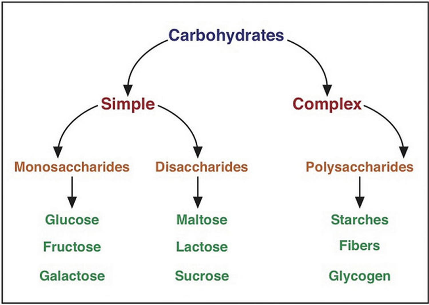 The Complete Breakdown Of Carbohydrates And How They Fuel You