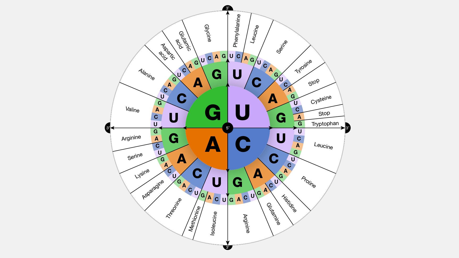The Ultimate Breakdown Of Dna: How Your Genetic Code Works