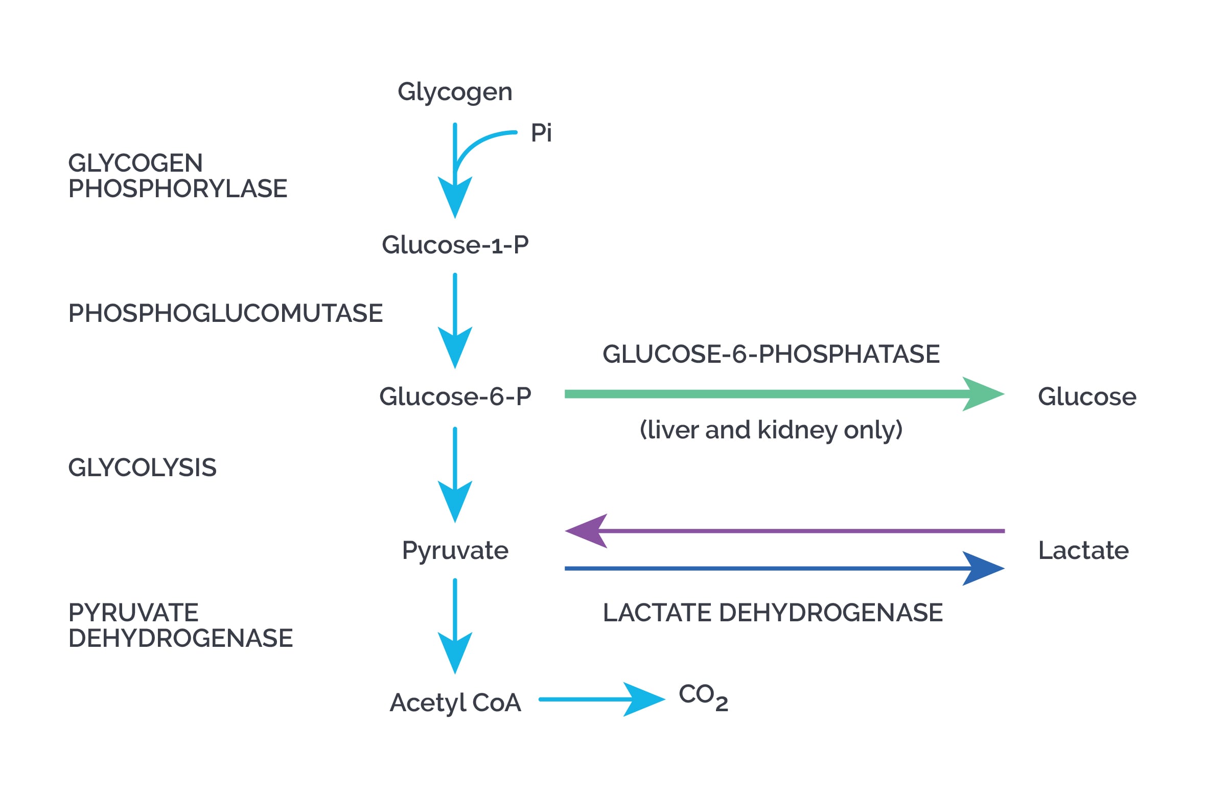 Glycogen To Glucose: How Your Body Powers Through Activity