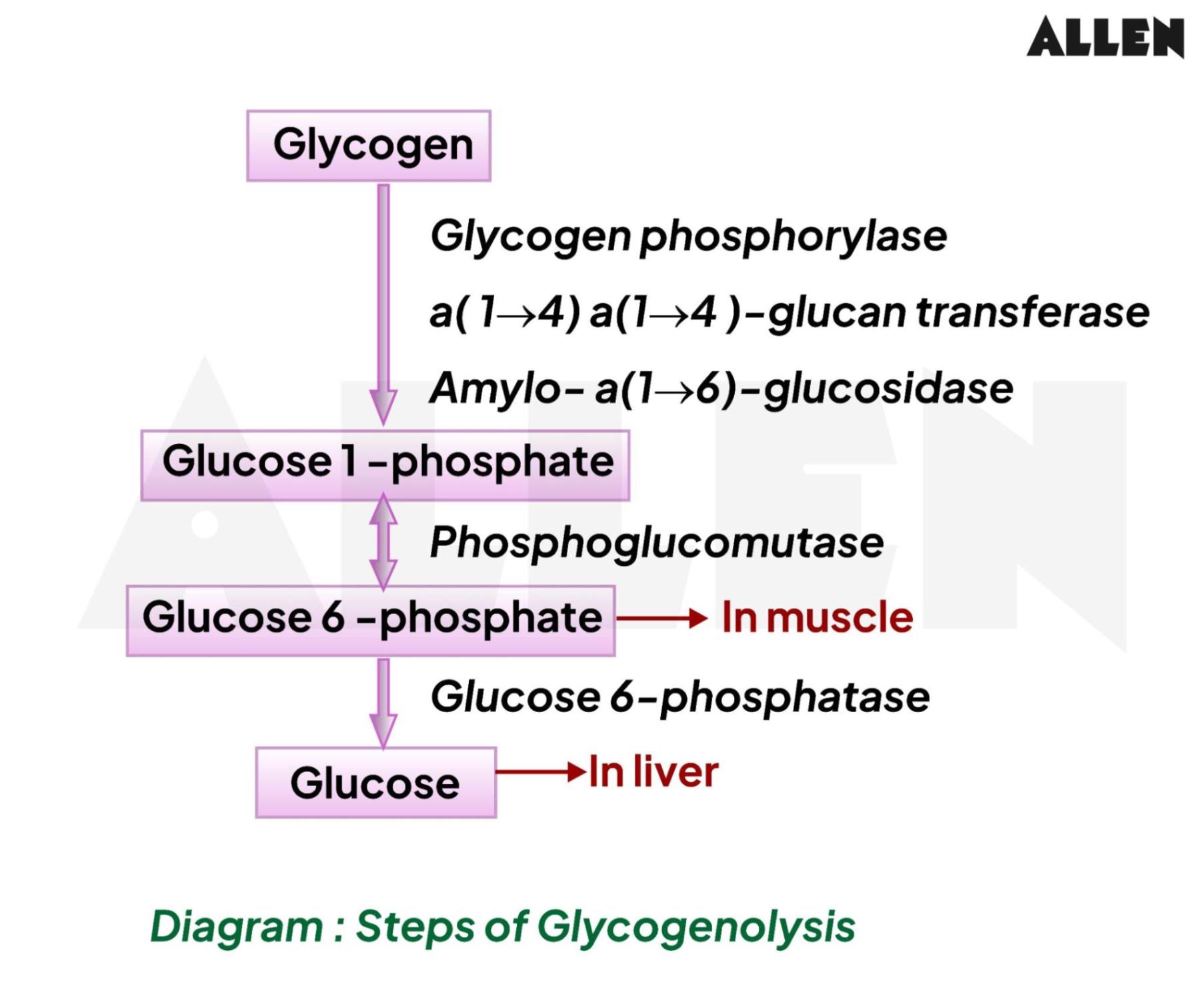 Understanding The Breakdown Of Glycogen: A Metabolic Guide