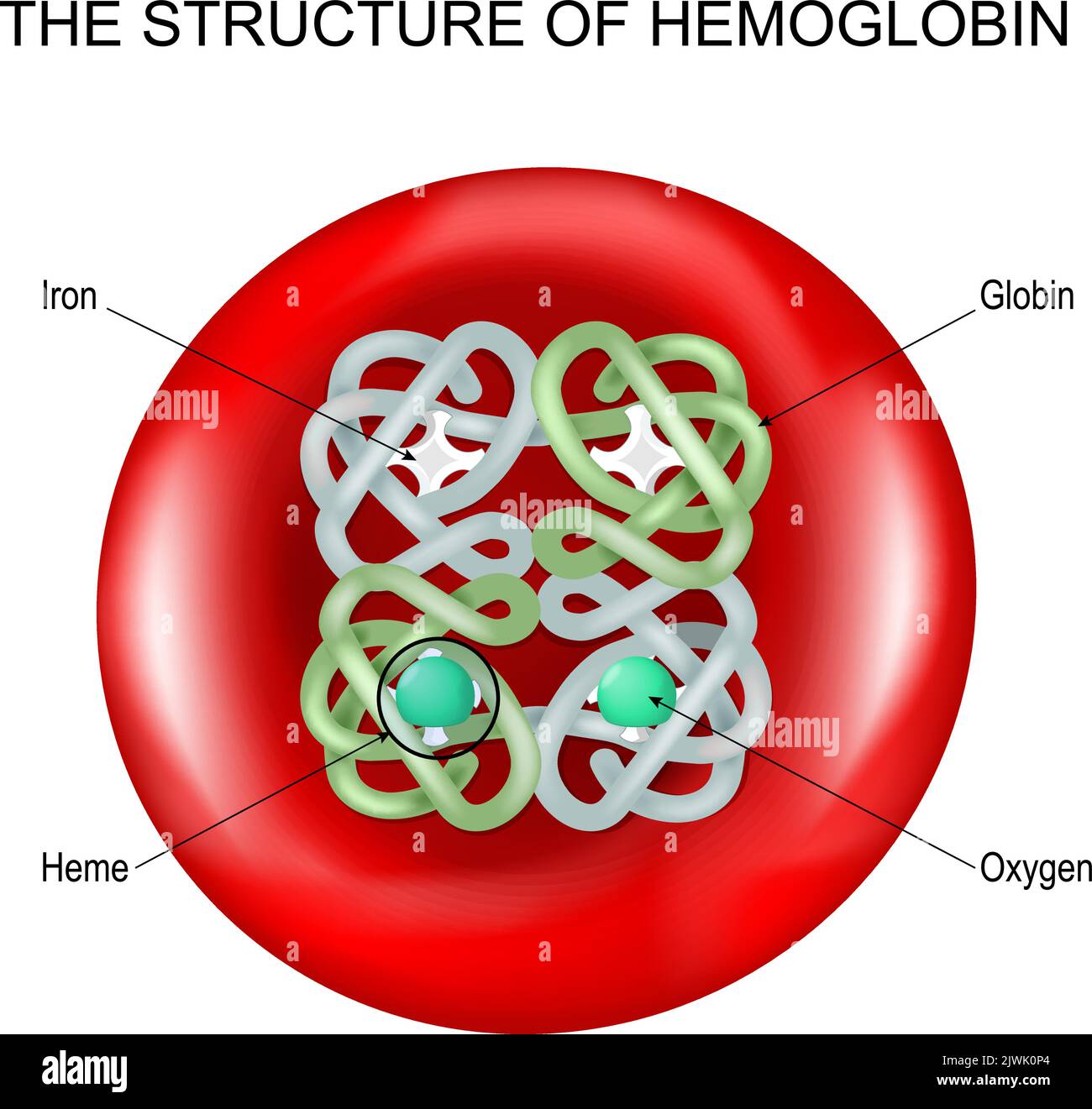 The Essential Breakdown Of Haemoglobin: A Stepbystep Guide
