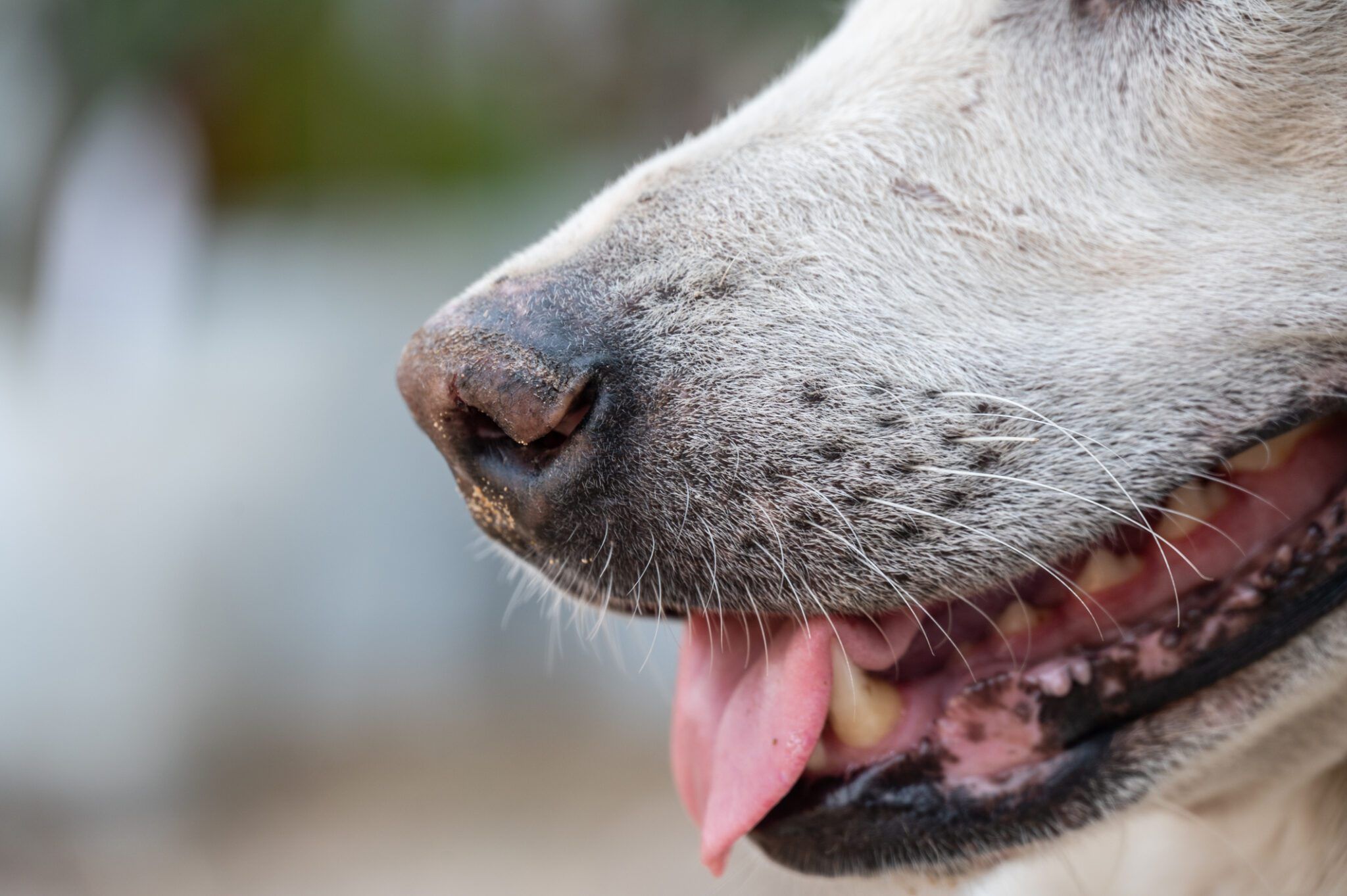 Bumps On Tongue