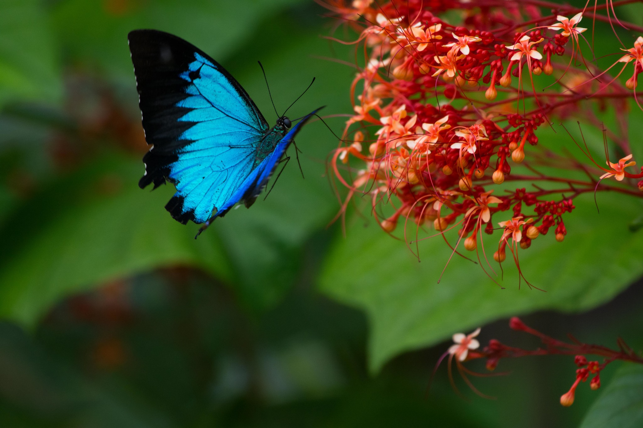 Butterfly Needle Blood Draw