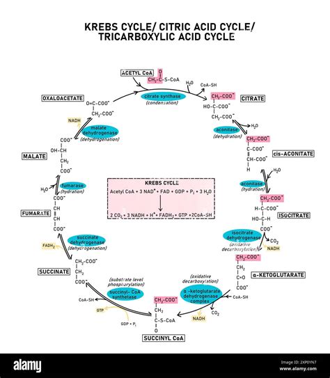 C Cycle