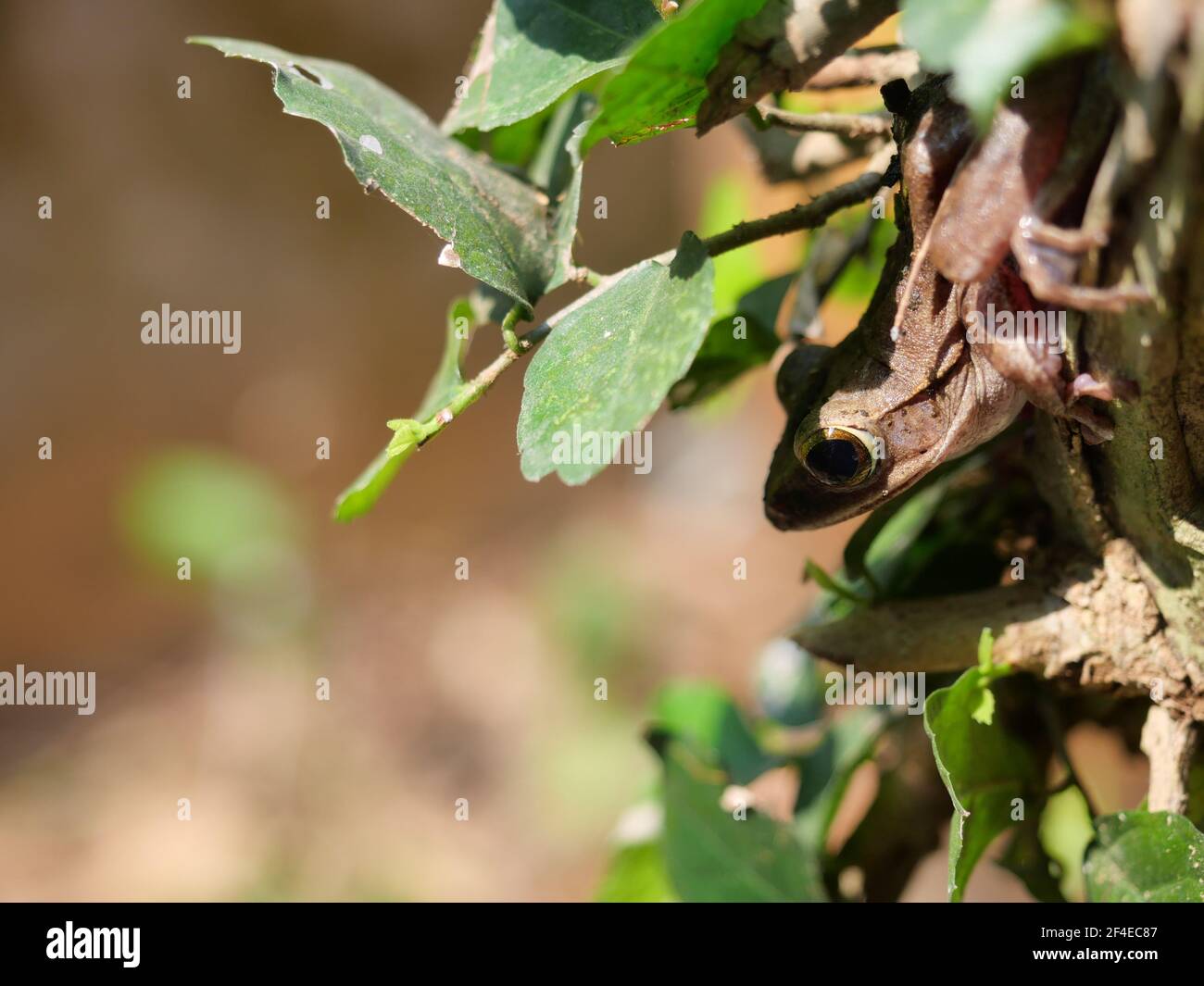 Camouflage Of Insects
