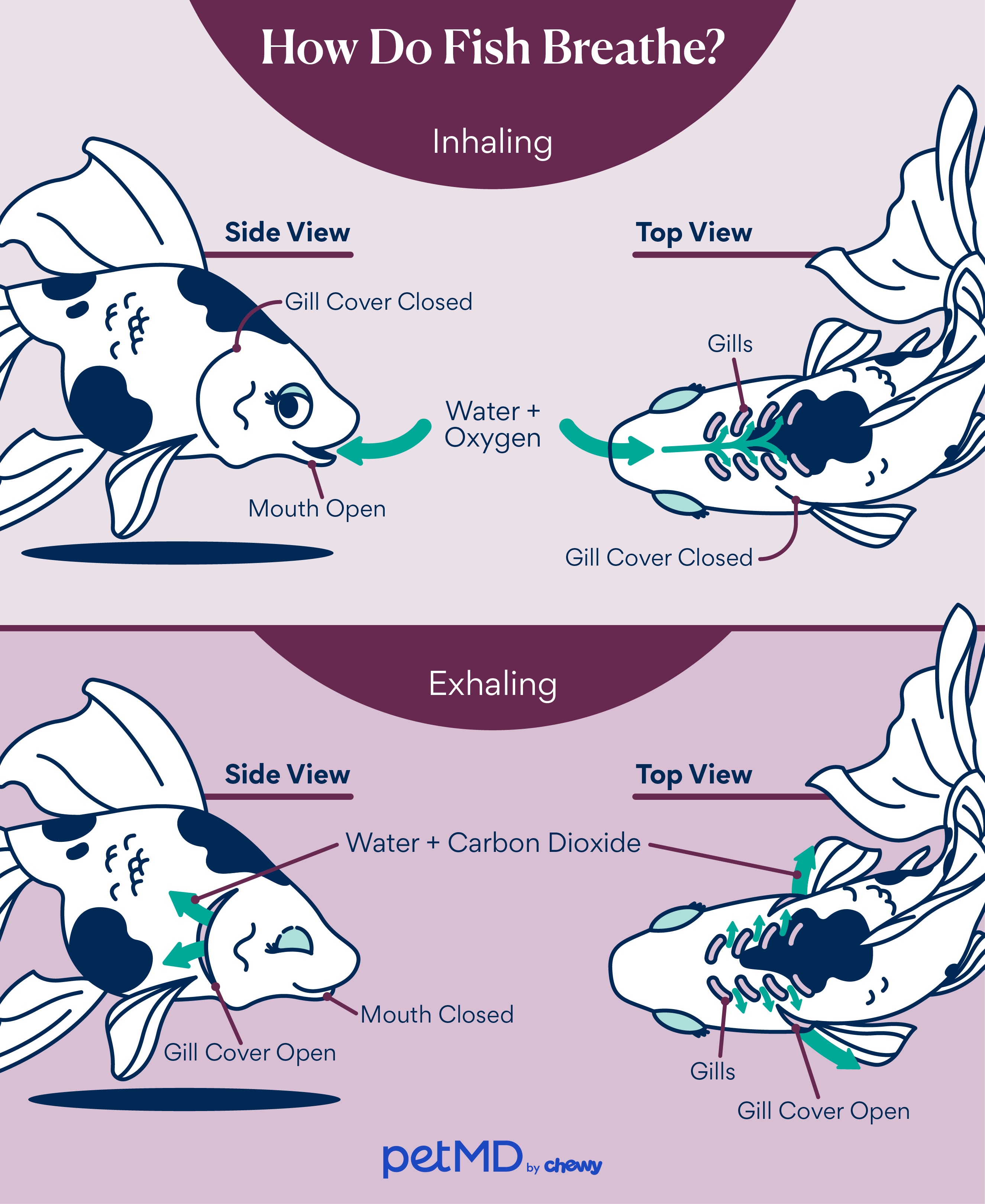 Can Fish Breathe Out Of Water? The Science Explained