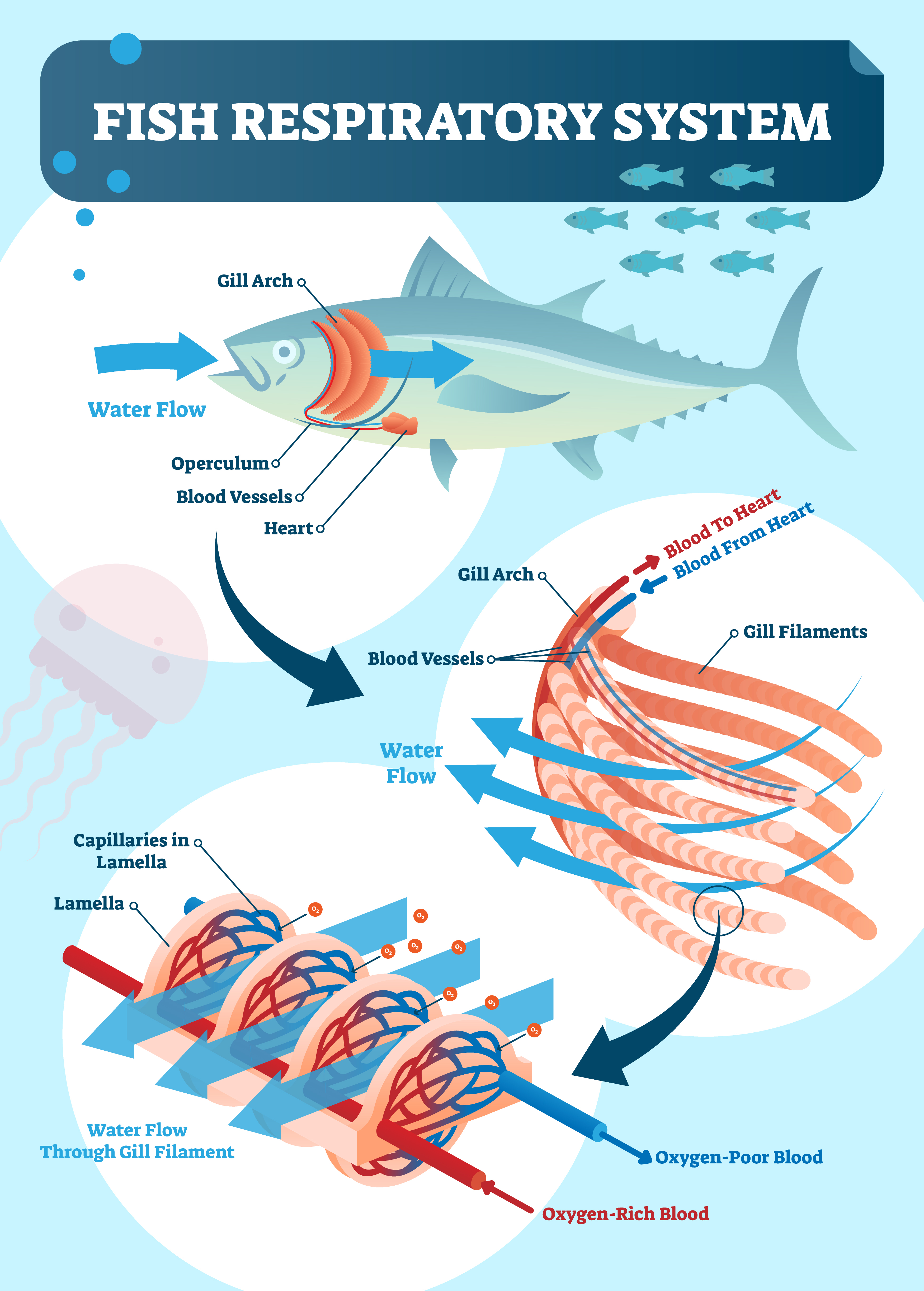 Can Fish Drown In Air? The Science Behind Aquatic Breathing