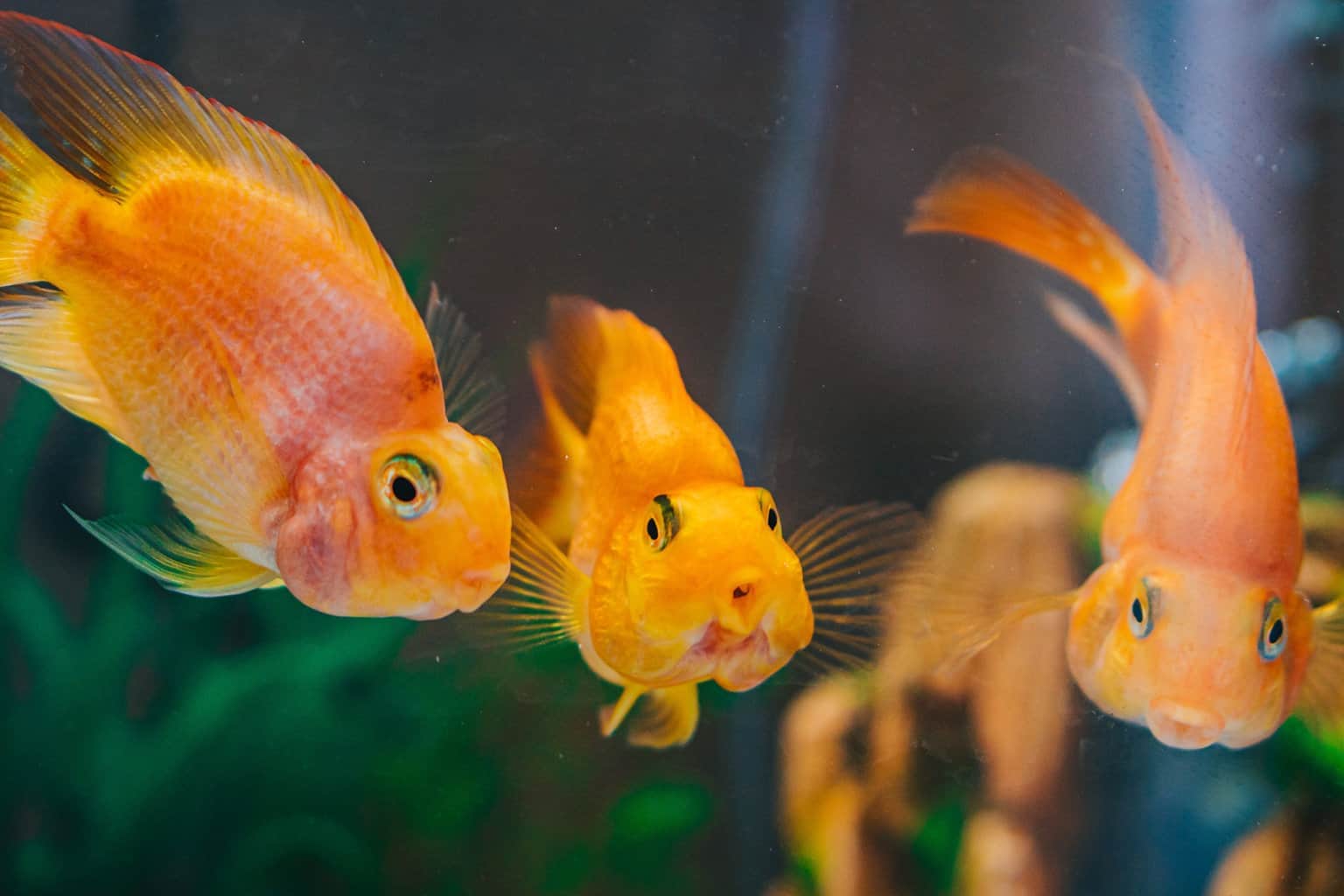 Can Fish Drown In Milk? The Surprising Science Explained