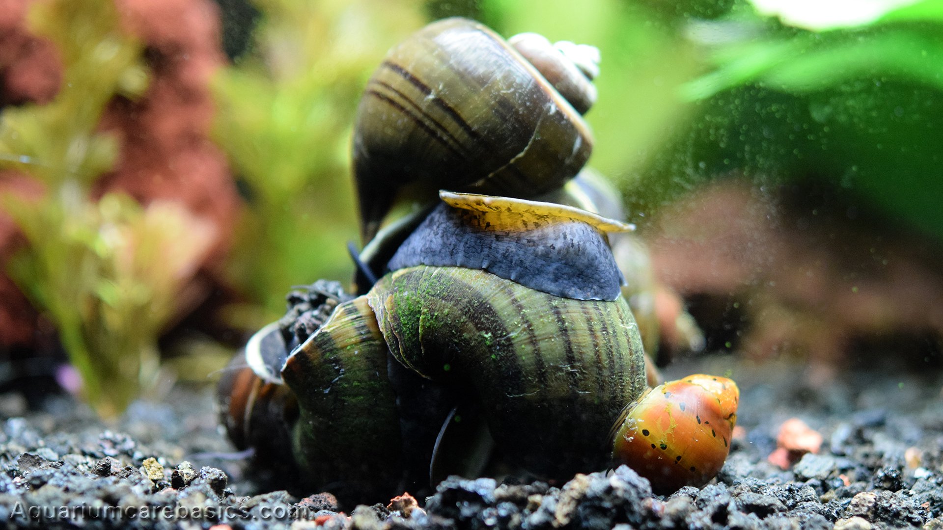 Can Fish Kill Snails? Expert Advice For Your Aquarium Tank