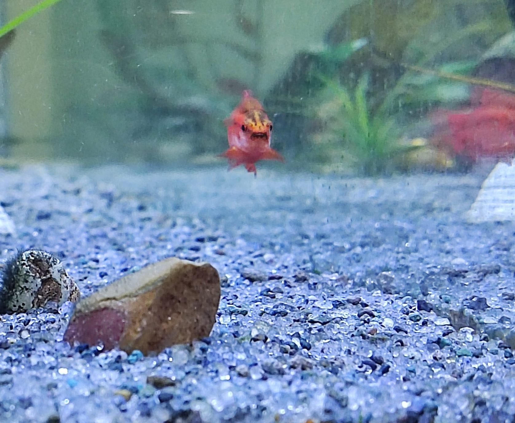 Can Fish Recognize Their Owners? The Truth Behind The Glass