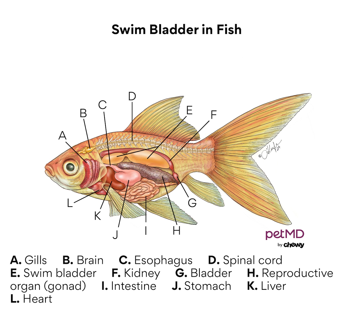 Can Fish Recover From Swim Bladder Disease? A Recovery Guide