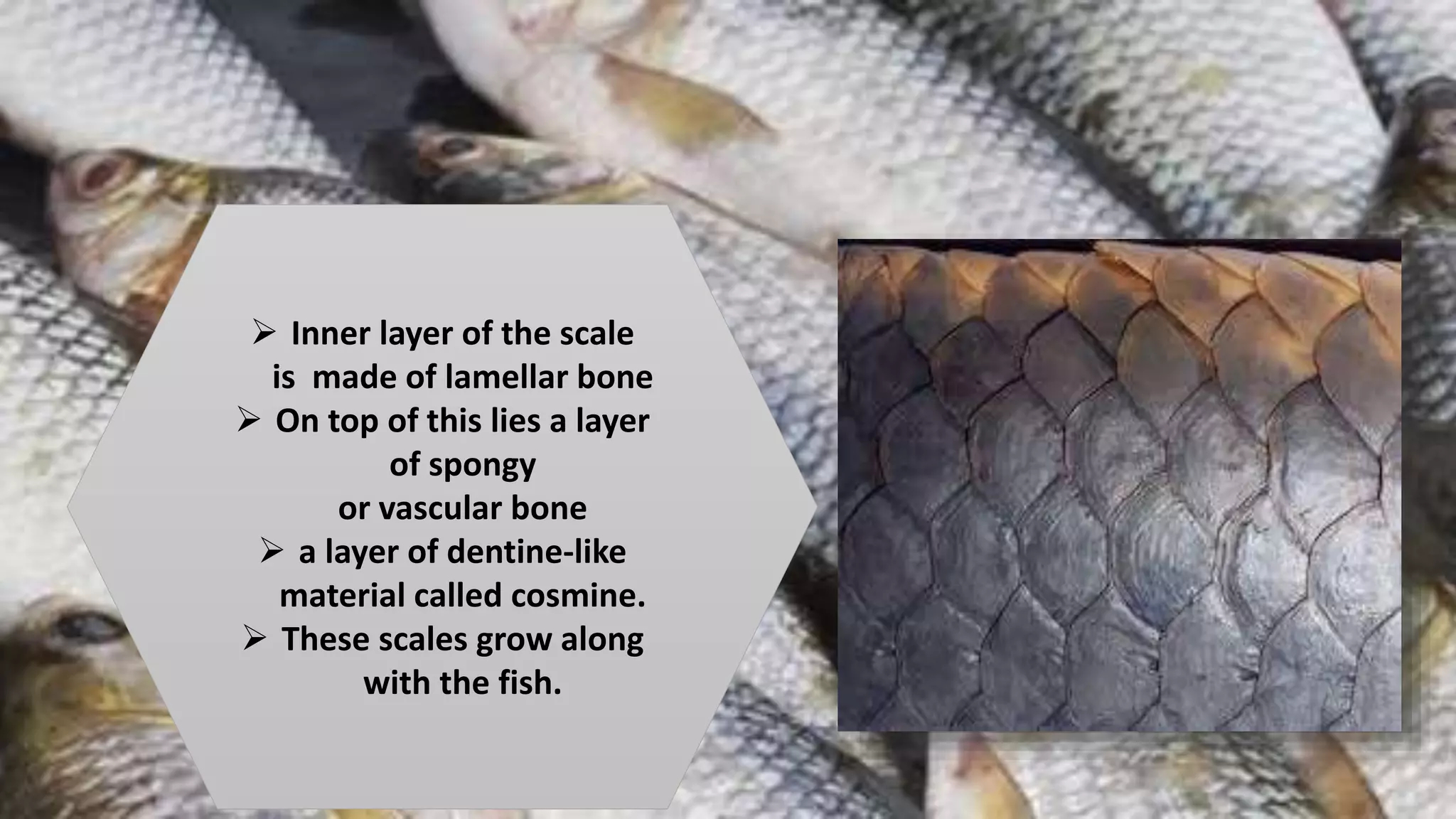 Can Fish Scales Be Eaten? The Truth About This Hidden Ingredient