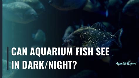 Can Fish See At Night? The Truth About Underwater Vision