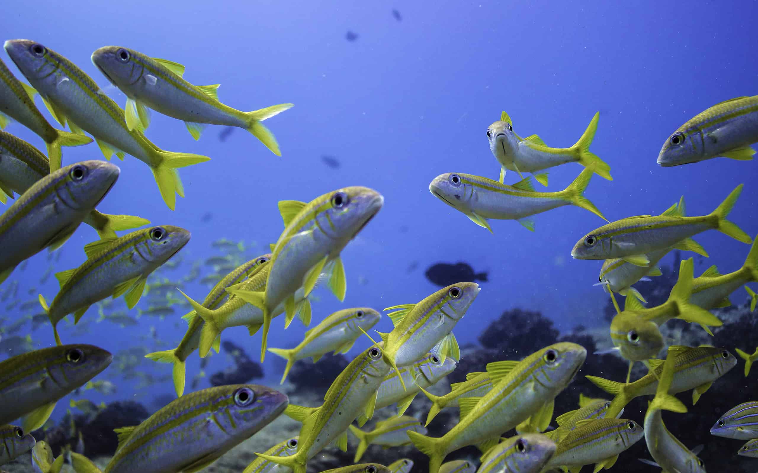 Underwater Secrets: Can Fish Talk To Each Other?