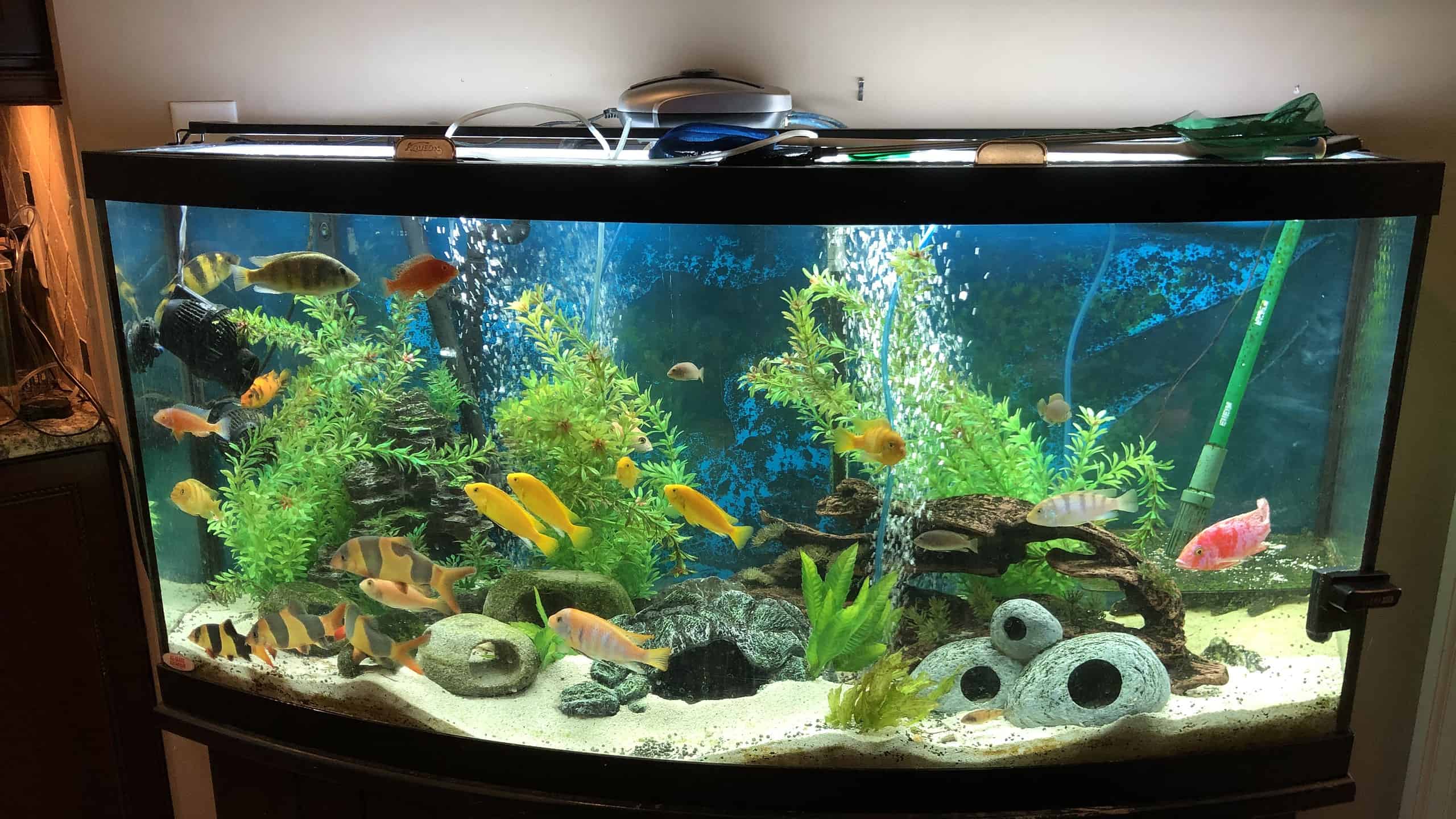 Can Fish Tank Water Make You Sick? Essential Safety Facts