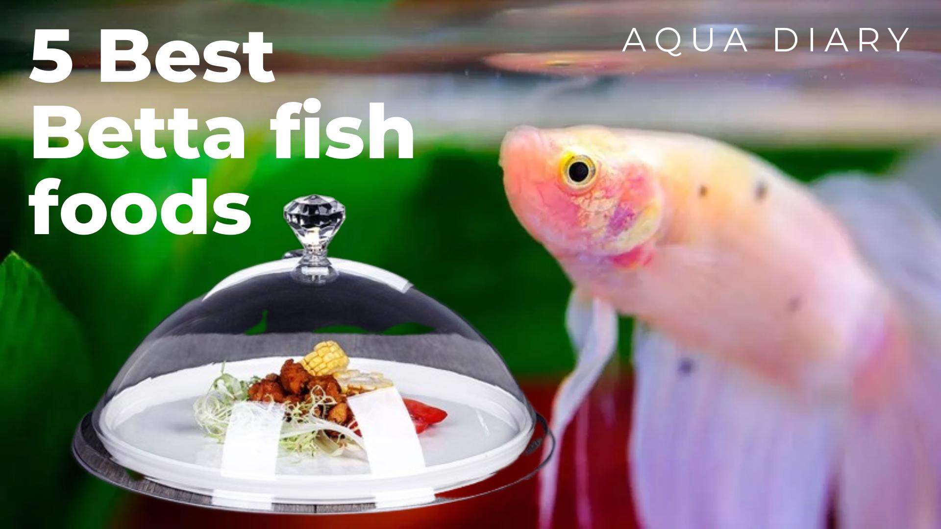 Can Zebra Fish Eat Betta Food? A Quick Guide For Aquarists