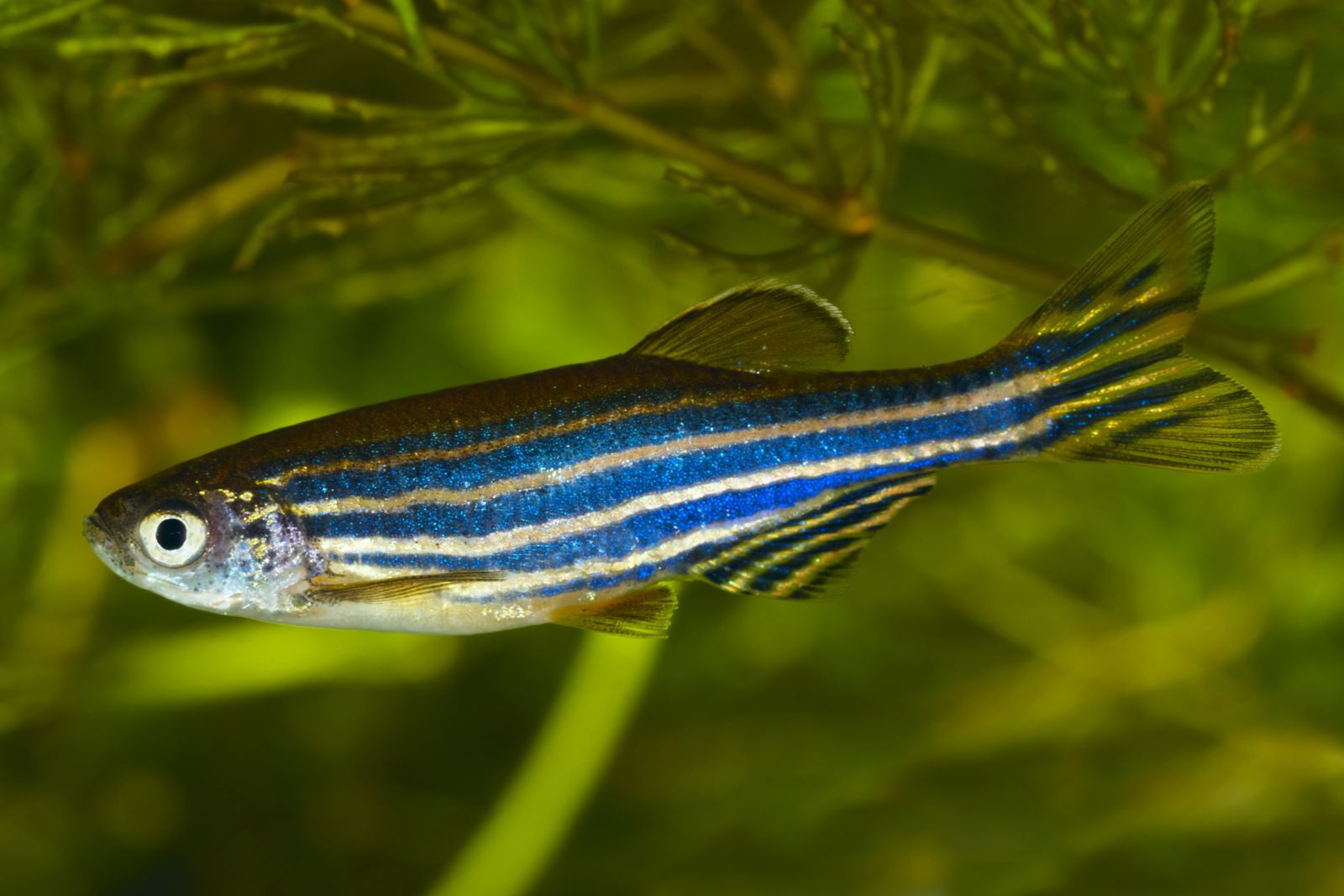 Can Zebra Fish Live In Cold Water? A Care Guide For Owners