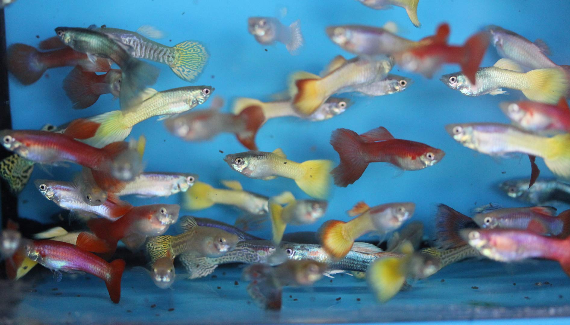 Can Zebra Fish Live With Guppies? A Compatibility Guide