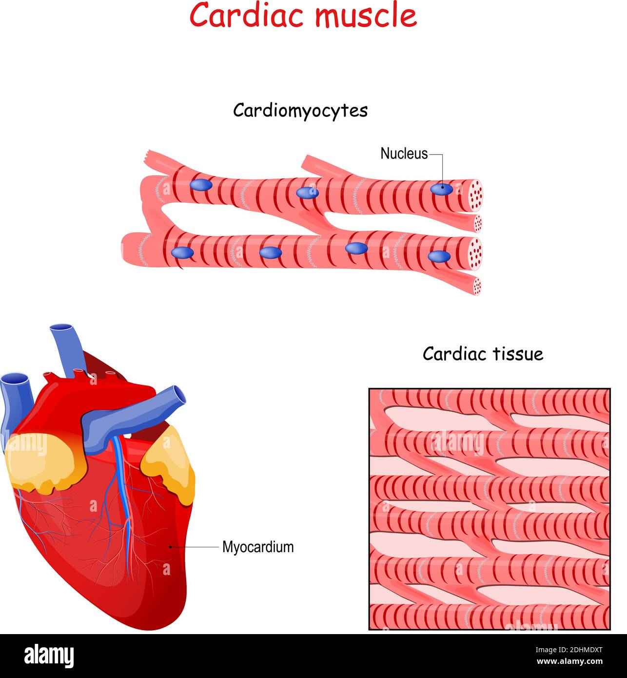 Cardiac Rehab Exercises