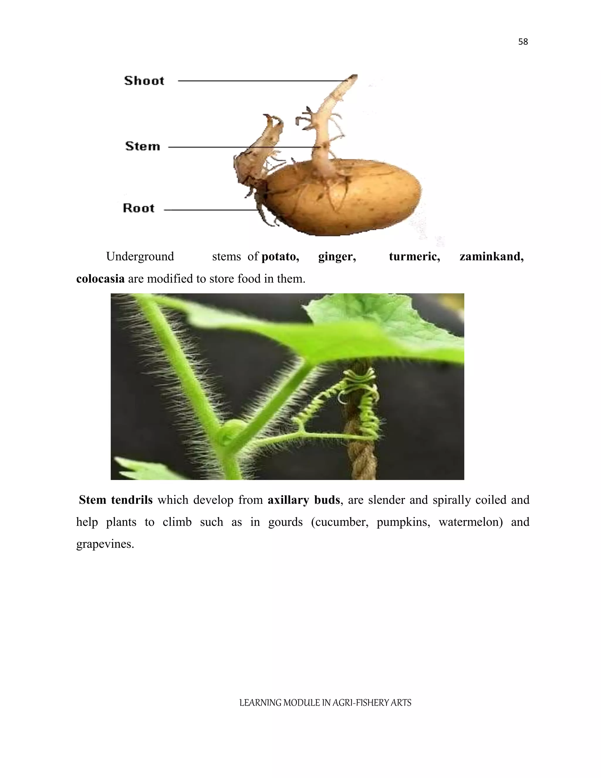 Castor Oil Does It Help Hair Growth