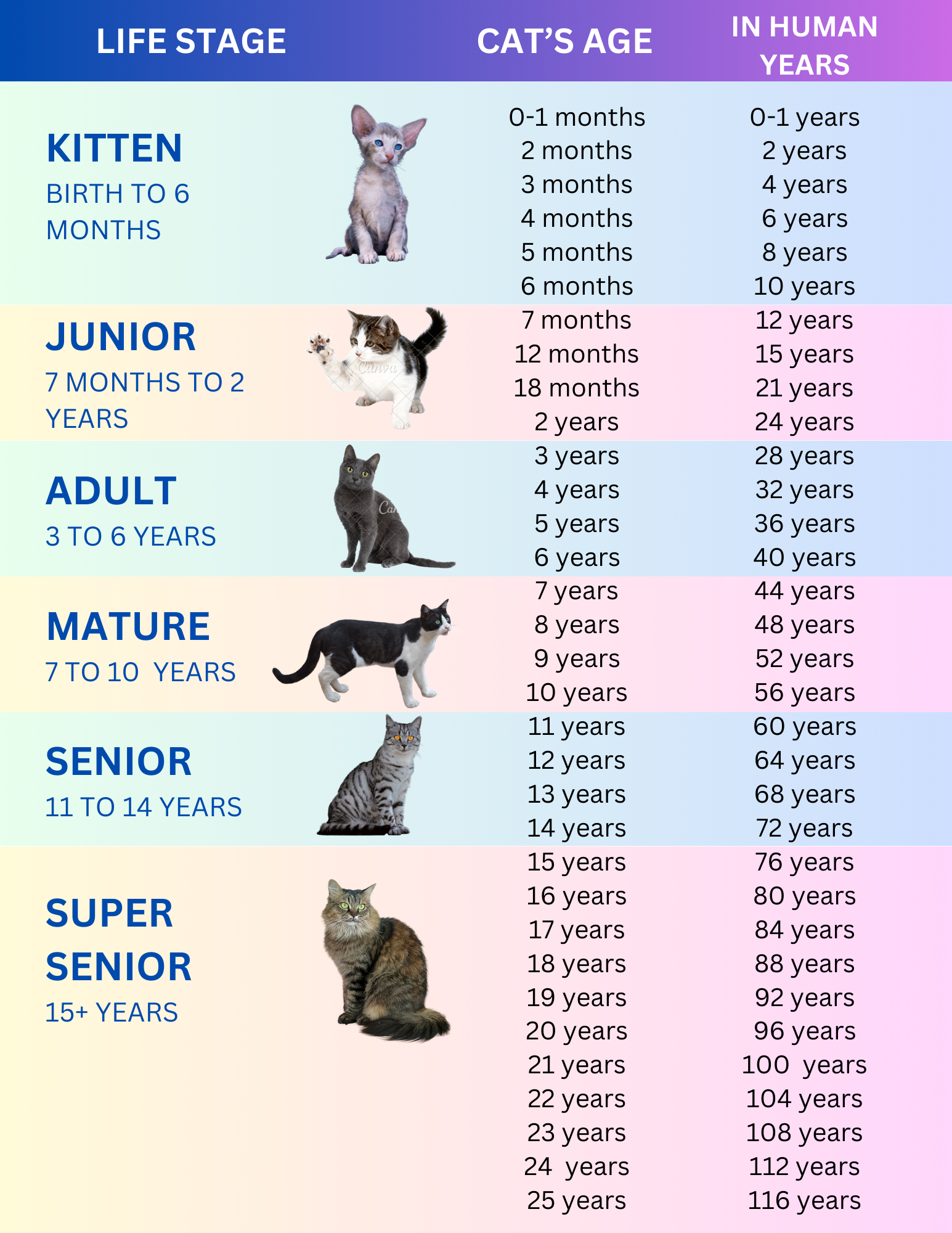 Cat Allergies Treatment