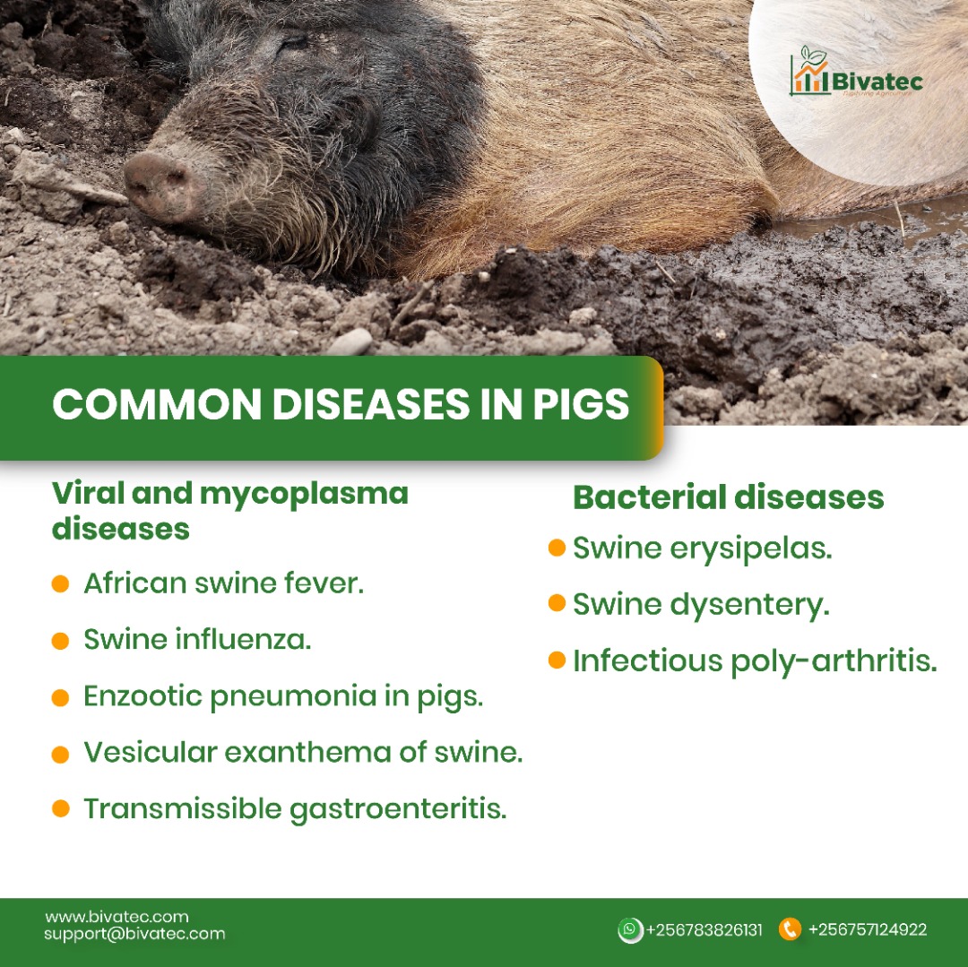 Understanding The Leading Causes Of Death In Piglets