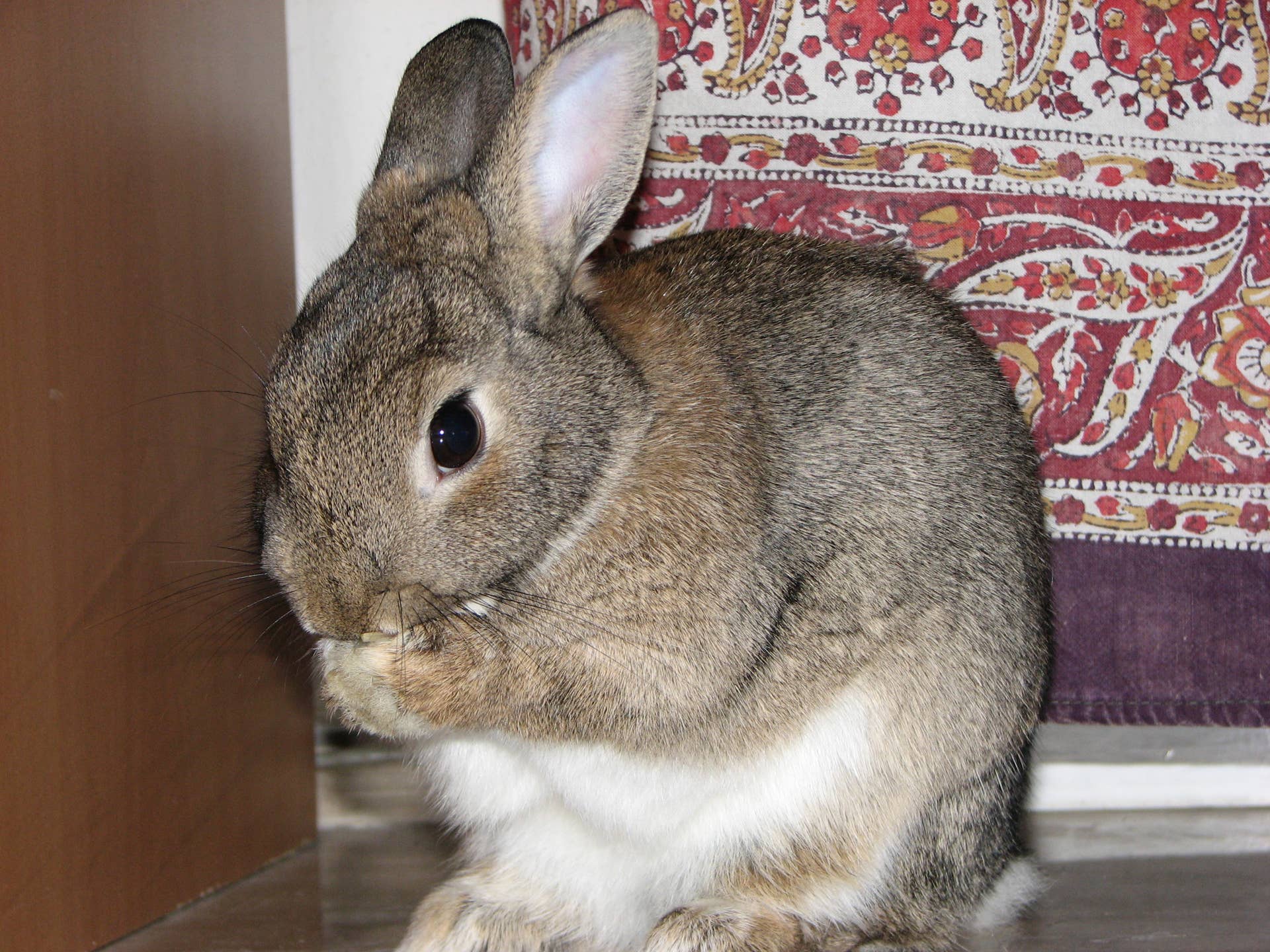 Understanding Common Causes Of Death In Young Rabbits