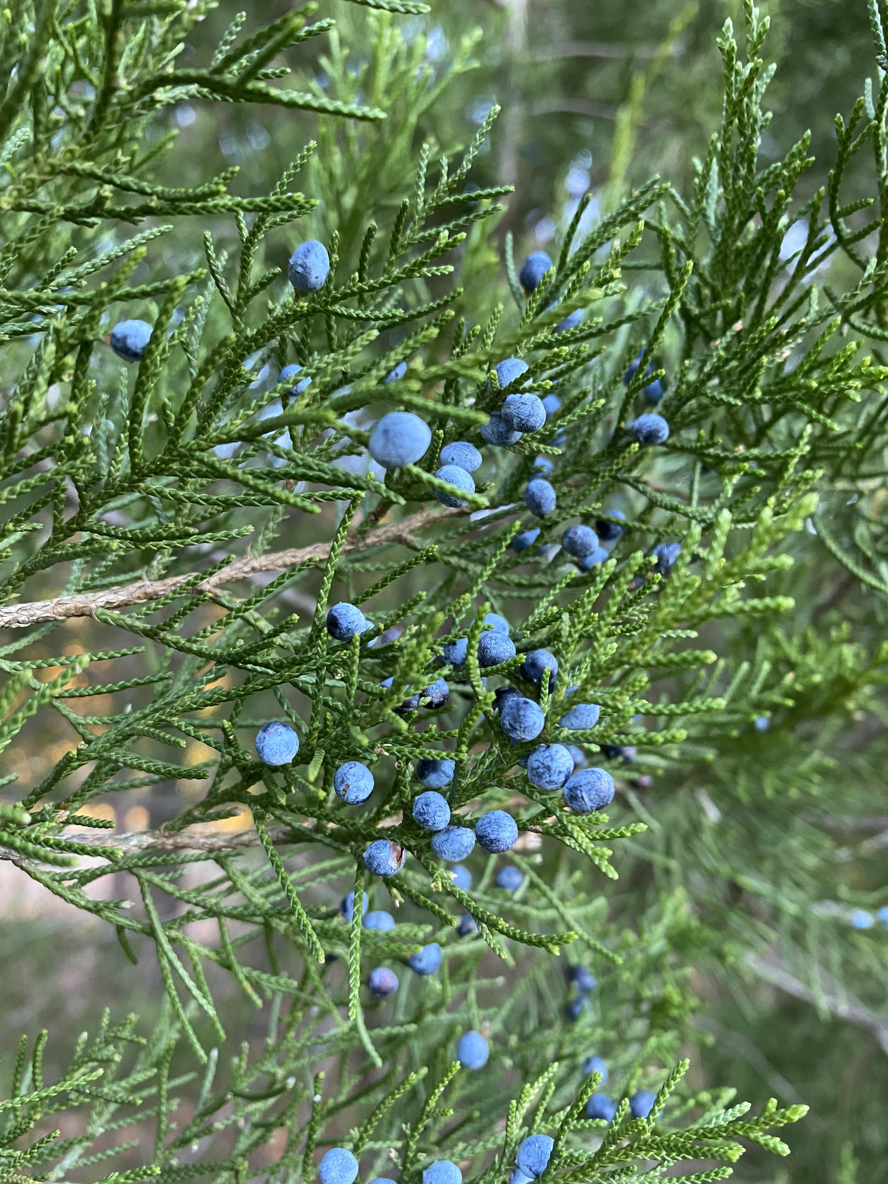 Cedar Fever Symptoms