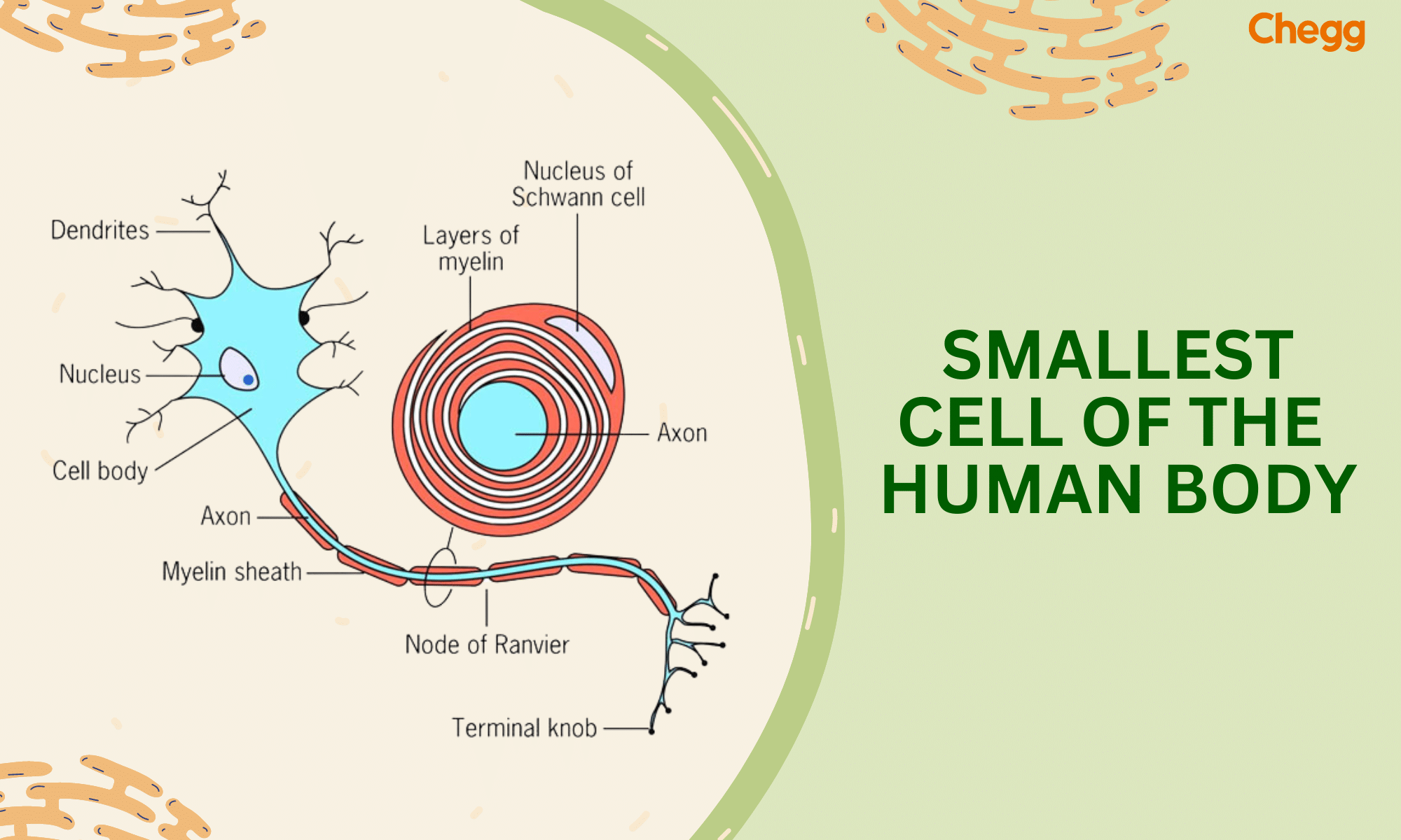 Cell Cycle With Checkpoints