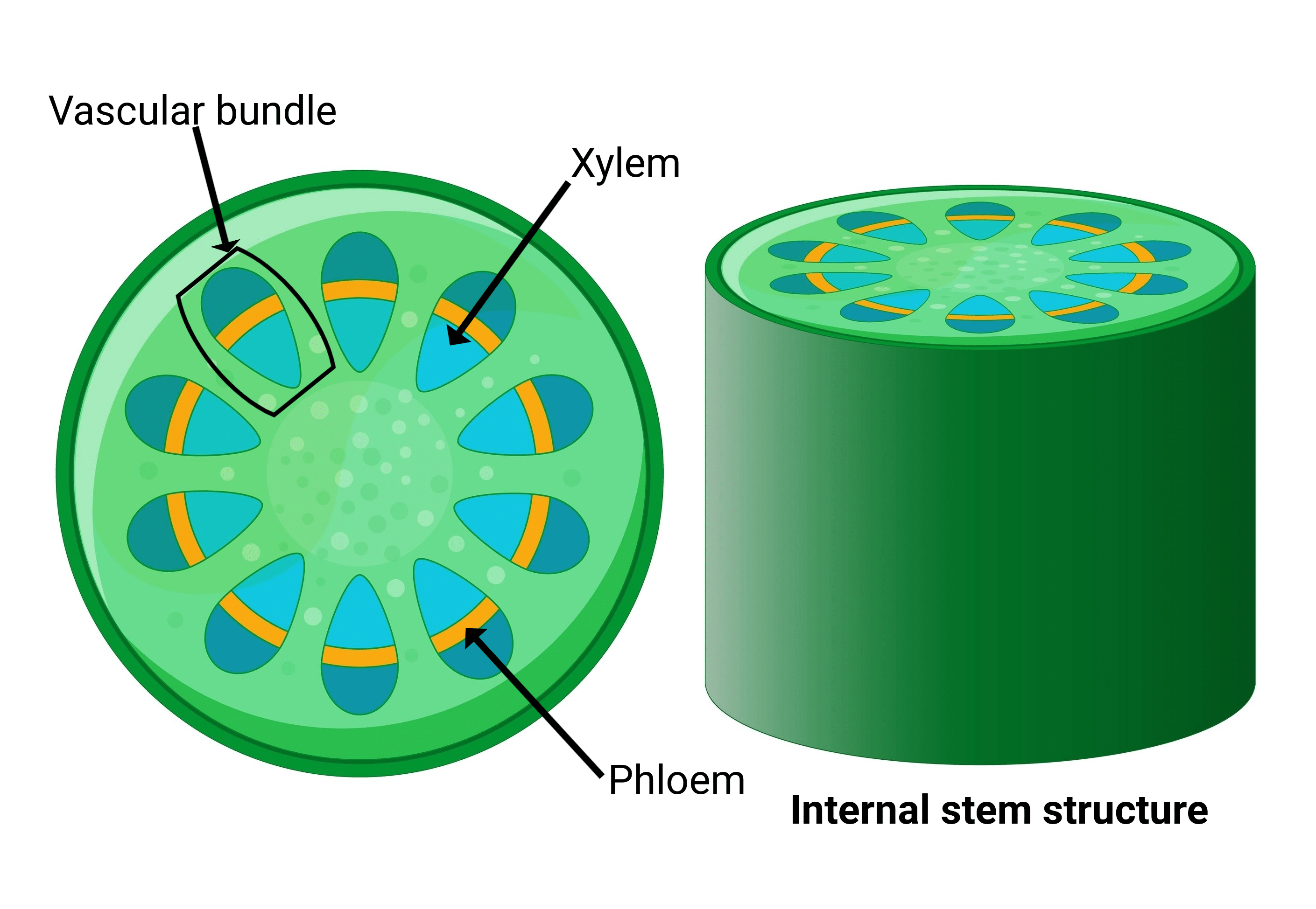 Understanding The Centripetal Development Of Xylem In Plants