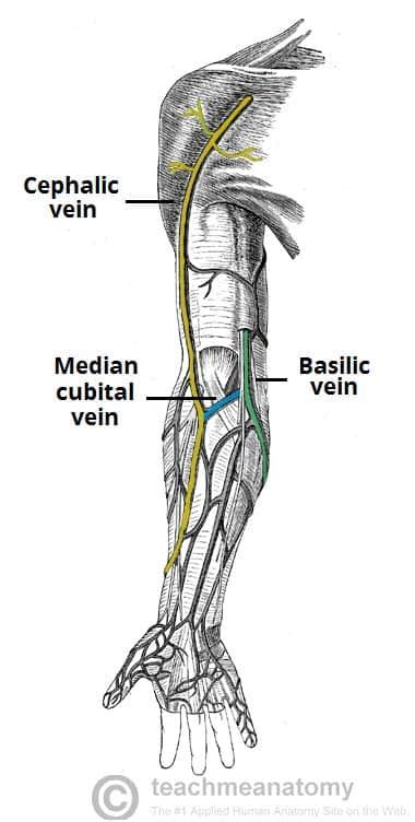 Cephalic And Basilic Veins
