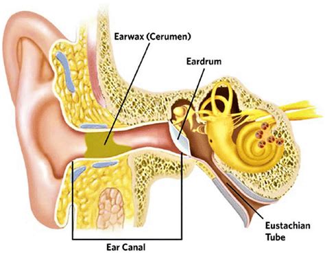 Cerumen Ear Wax
