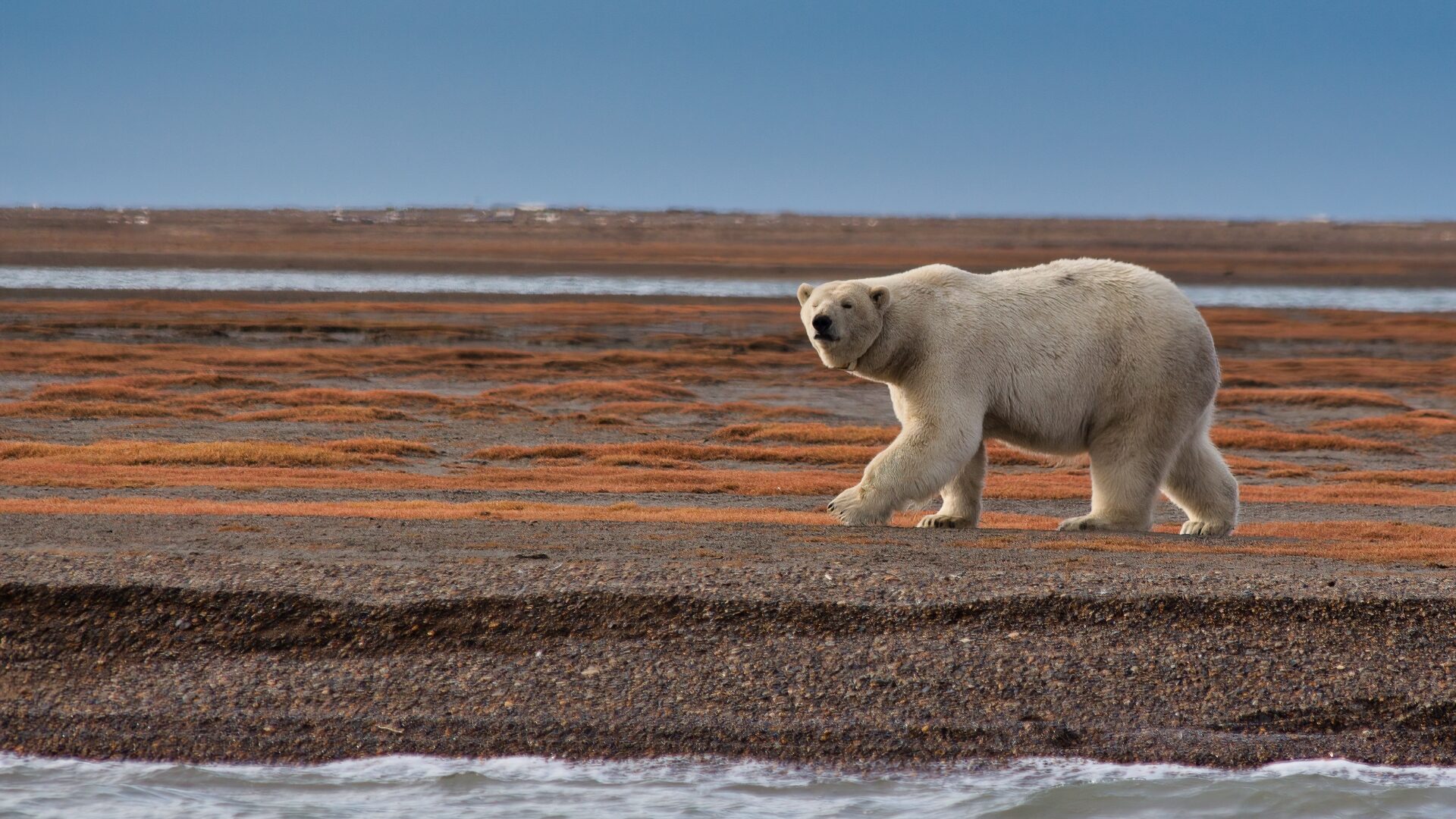 Climate Change: How It Affects Animals And Their Habitats